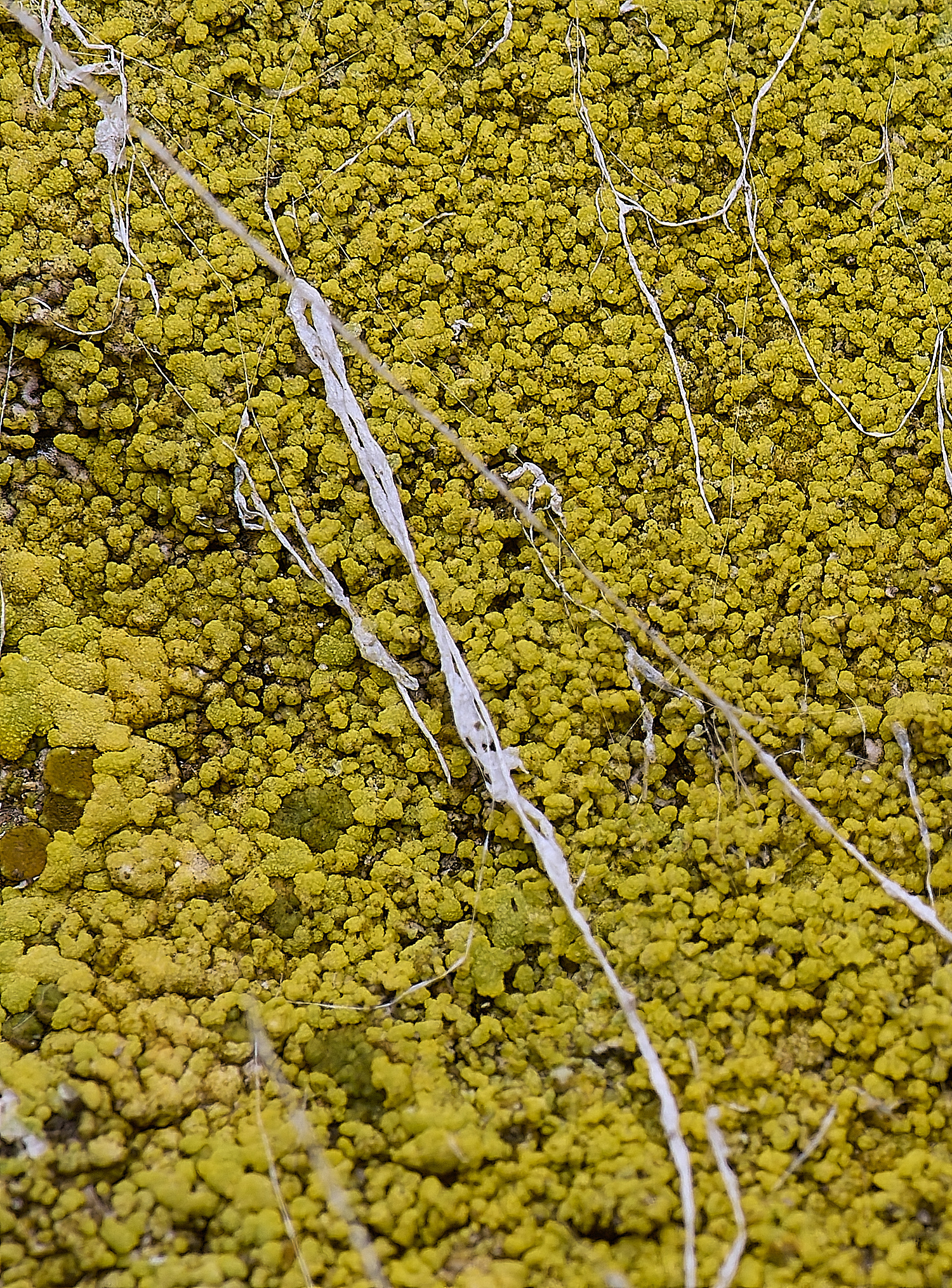 ColbyLichen19270225-1