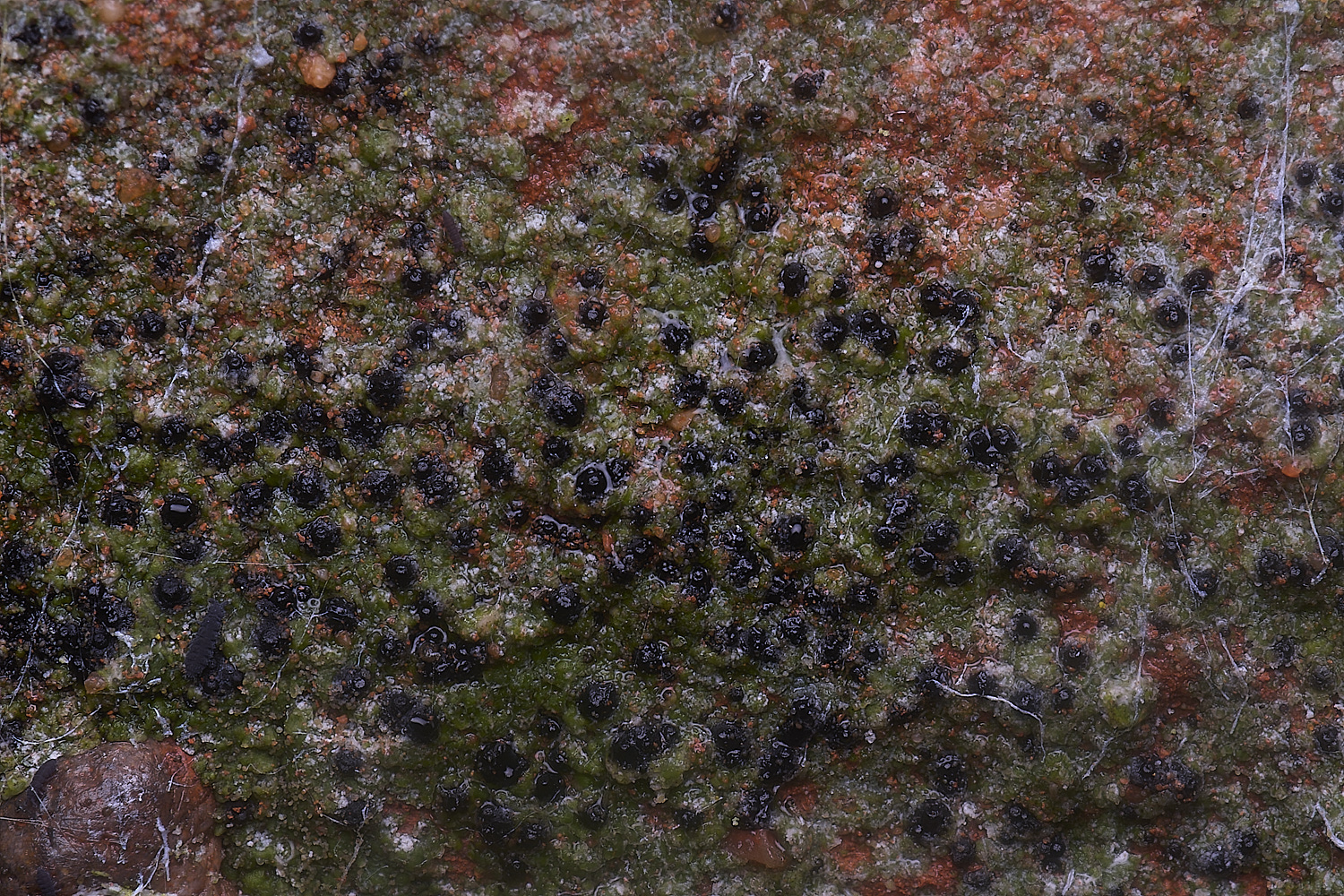 ColbyLichen20060225-1