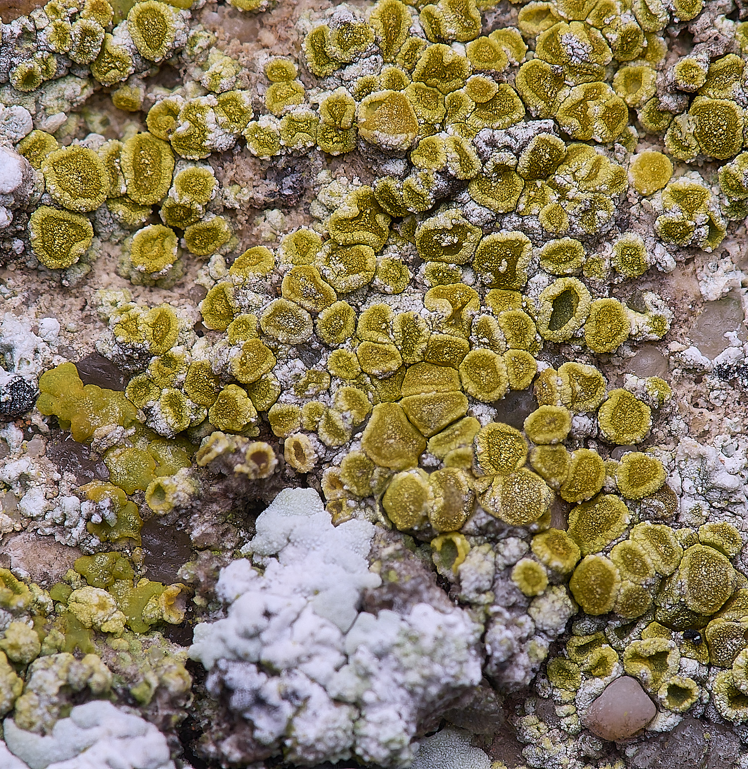 ColbyLichen20270225-1 1