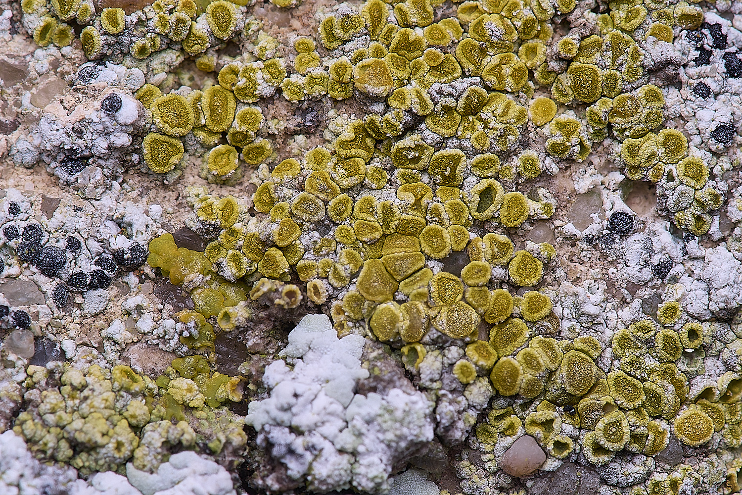 ColbyLichen20270225-1