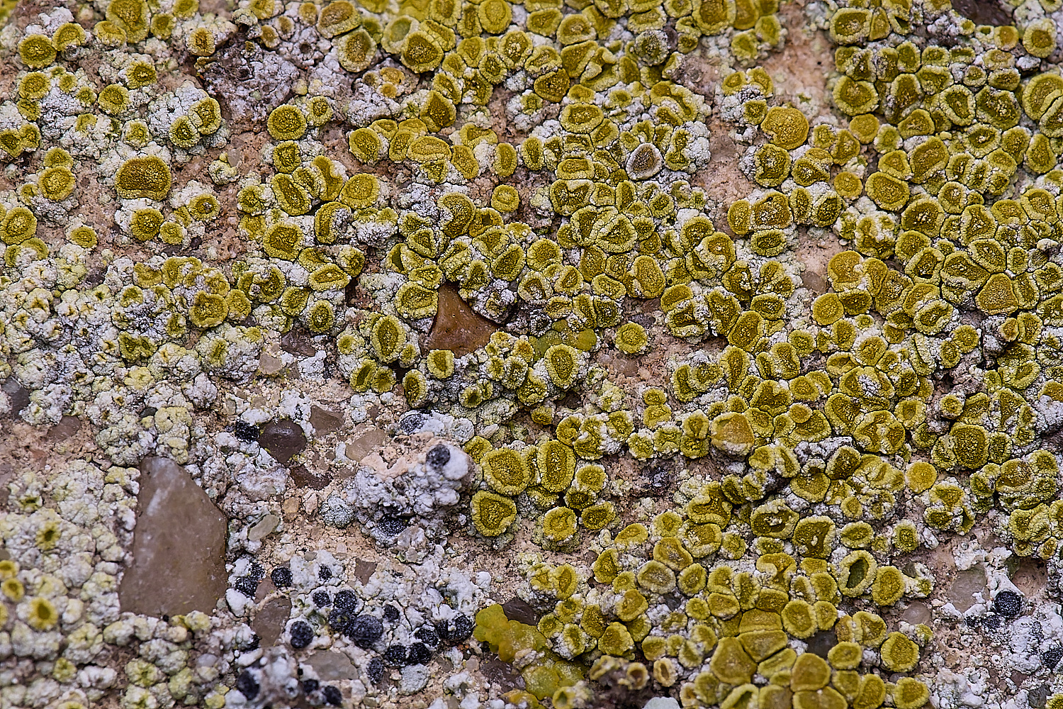 ColbyLichen20270225-2