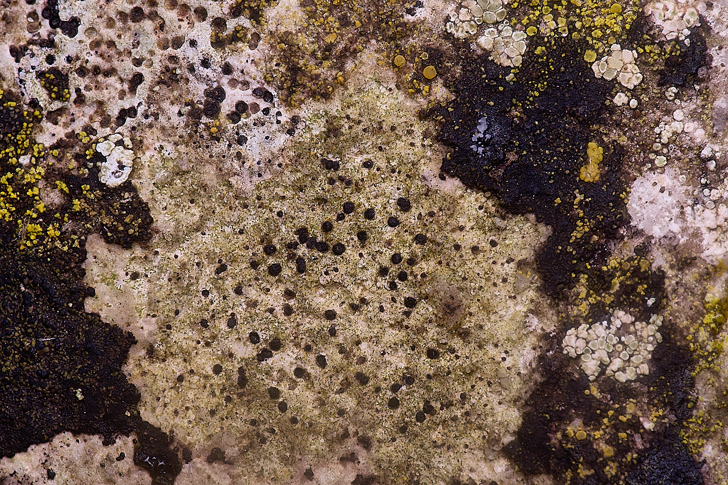 ColbyLichen2060235-1