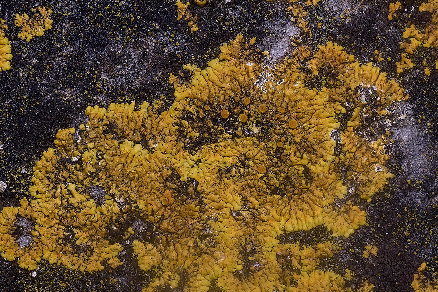ColbyLichen21060225-1