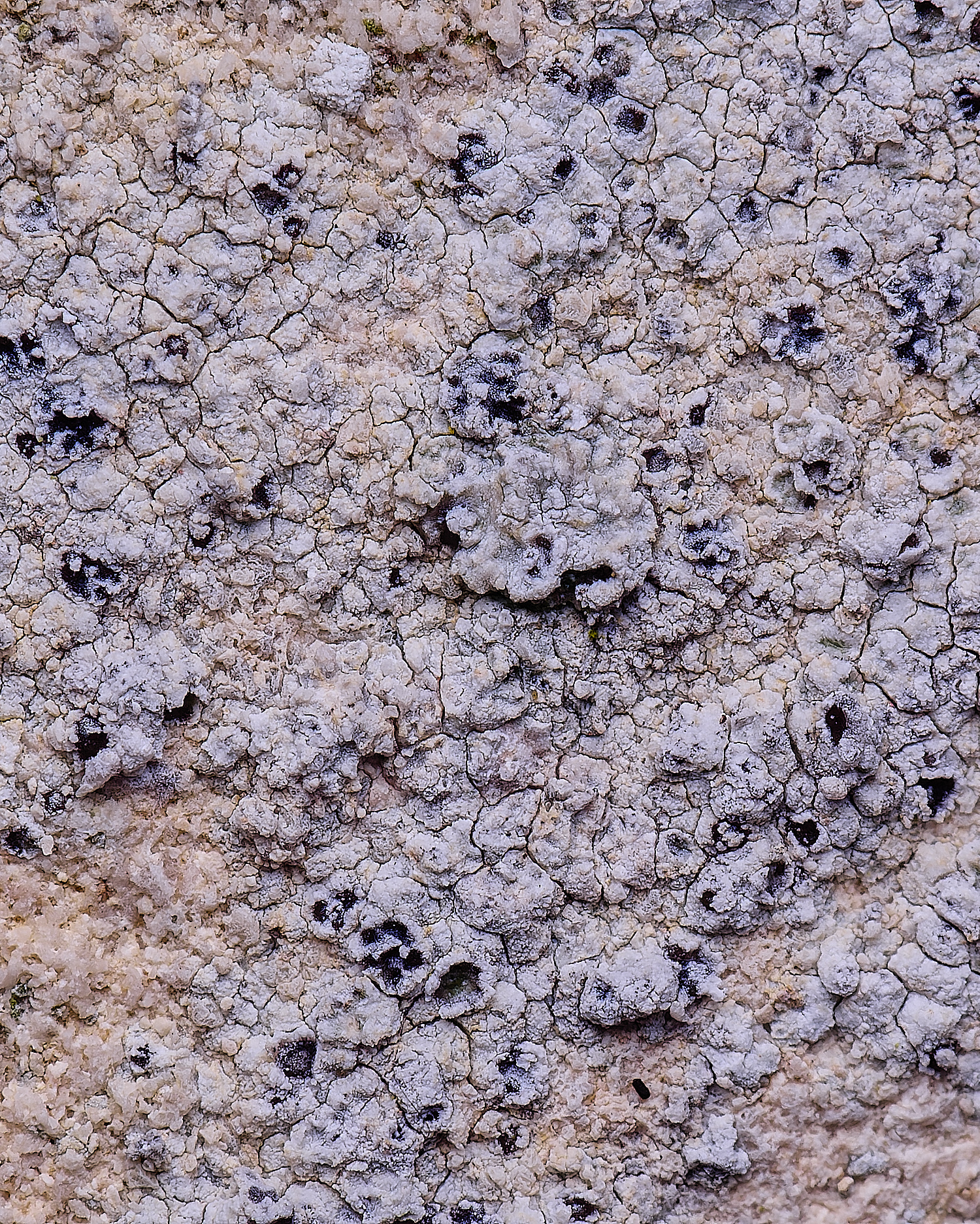 ColbyLichen21270225-1 1