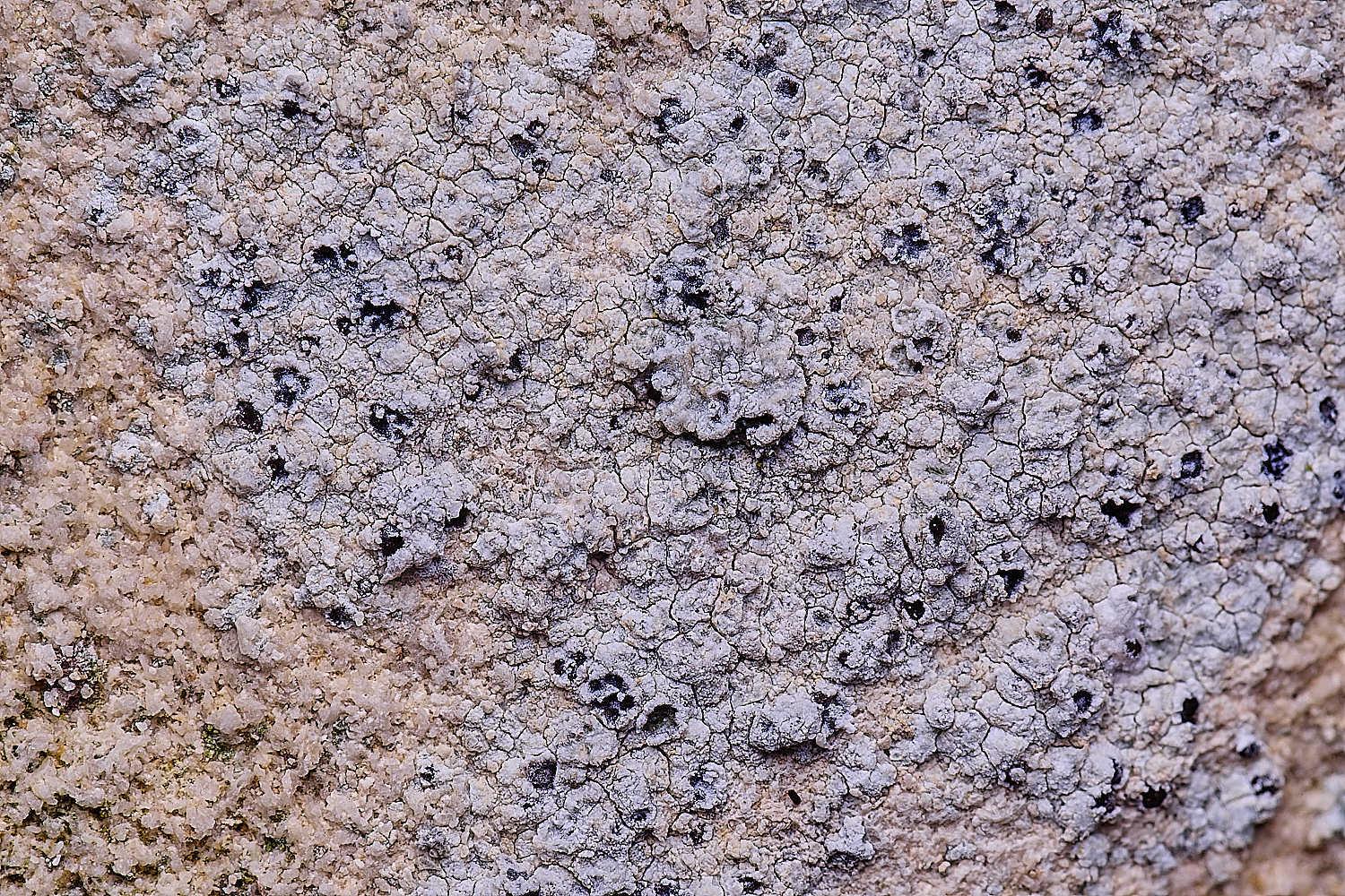 ColbyLichen21270225-1