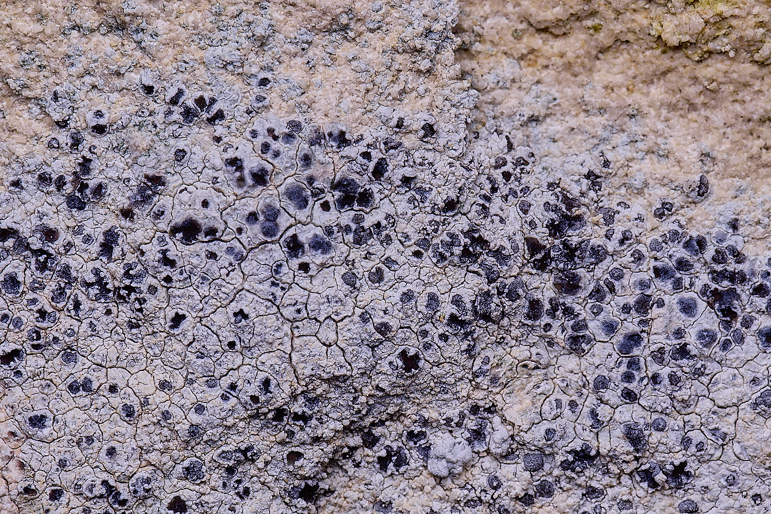 ColbyLichen22270225-1