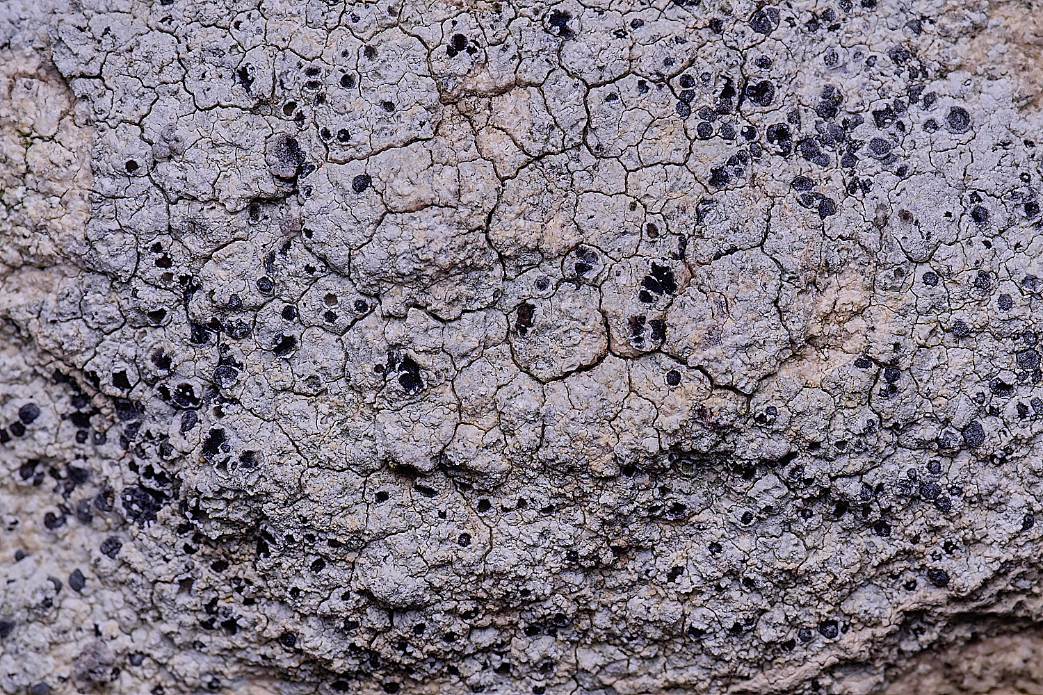 ColbyLichen22270225-2