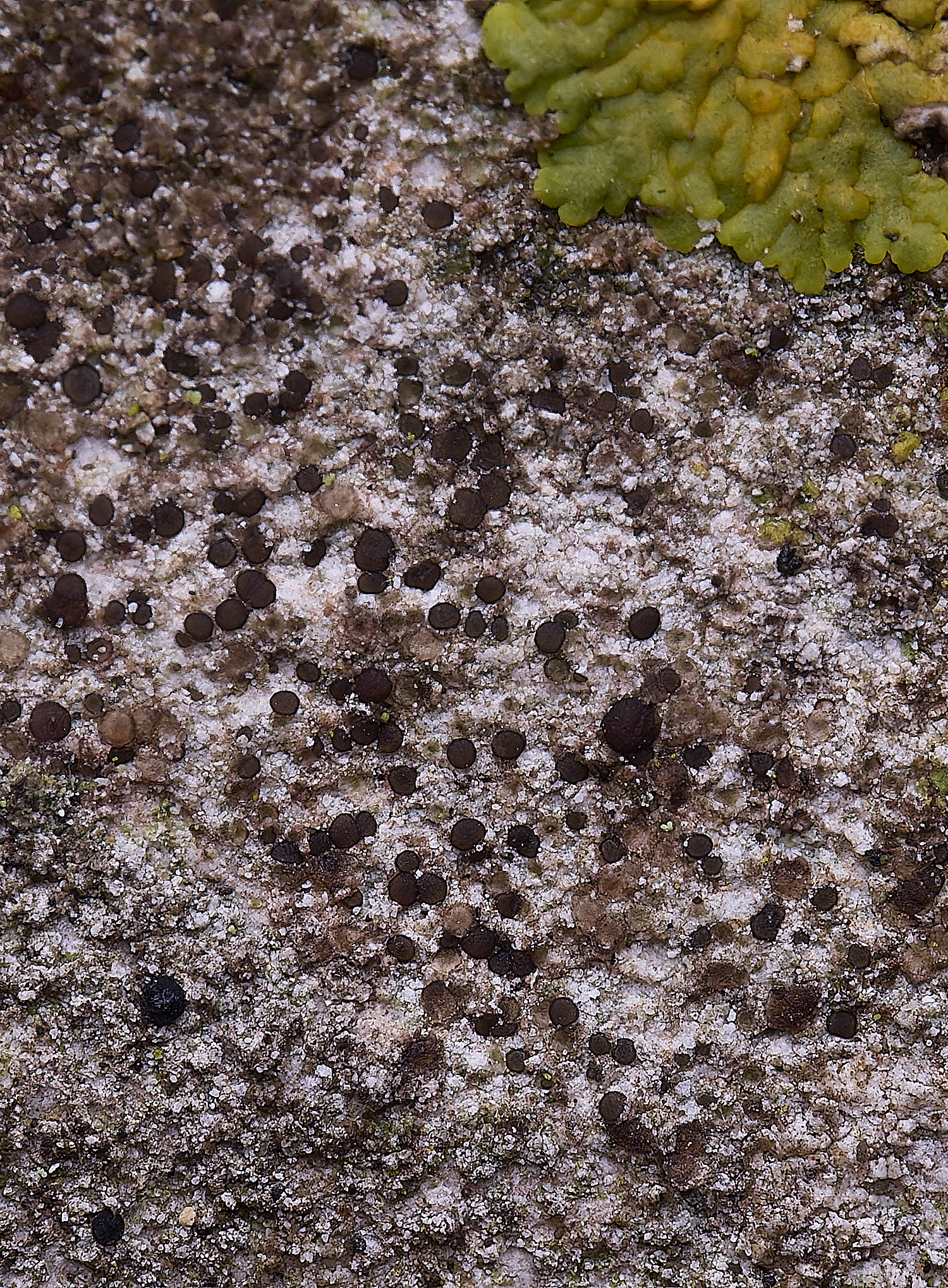 ColbyLichen2270225-1 1