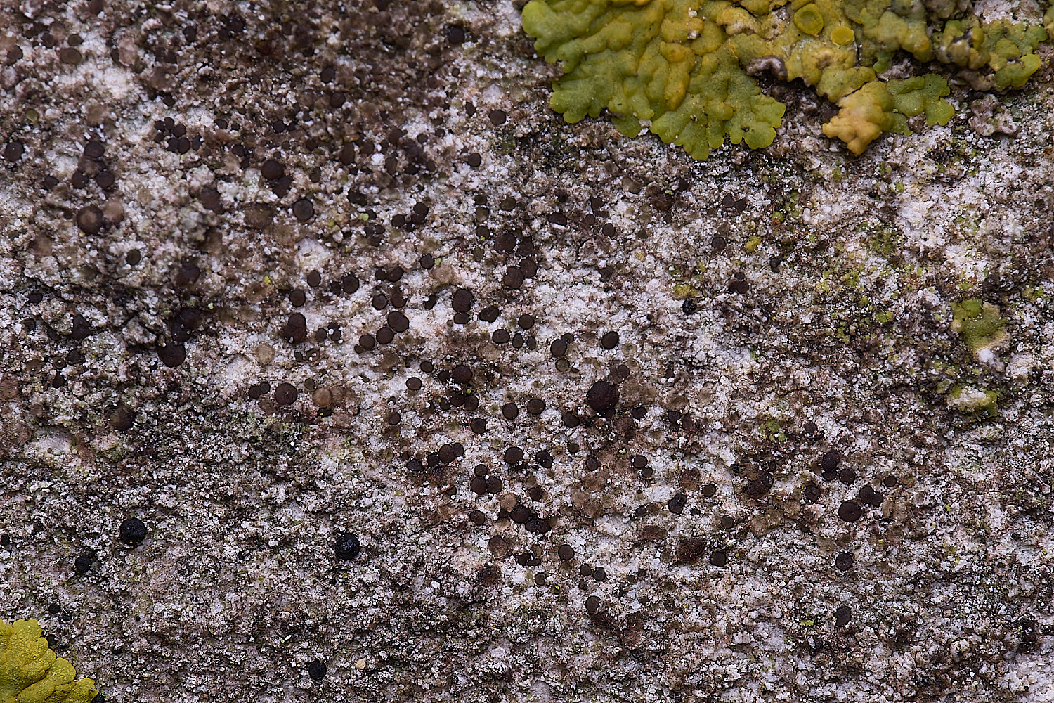 ColbyLichen2270225-1