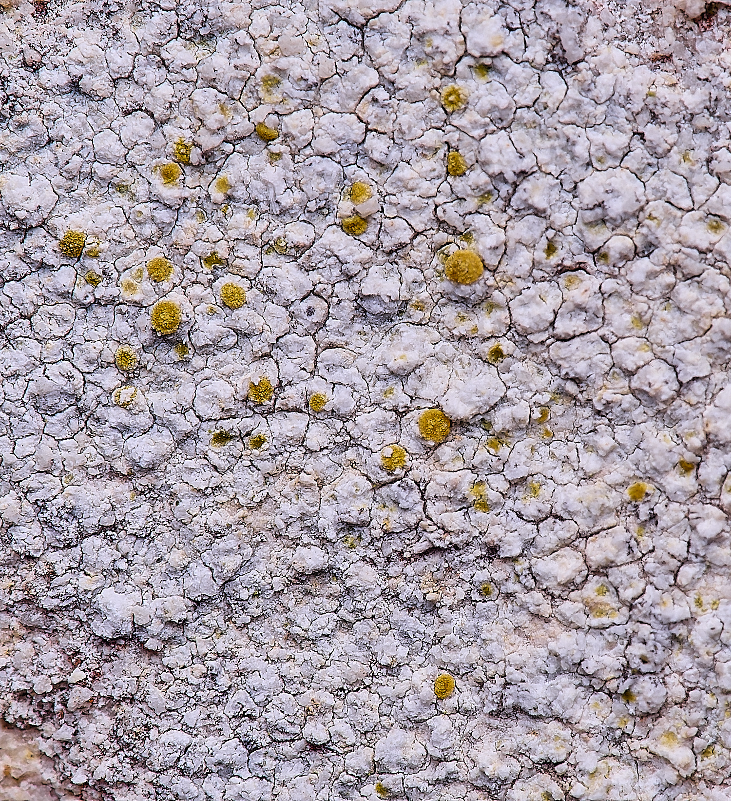 ColbyLichen23270225-1