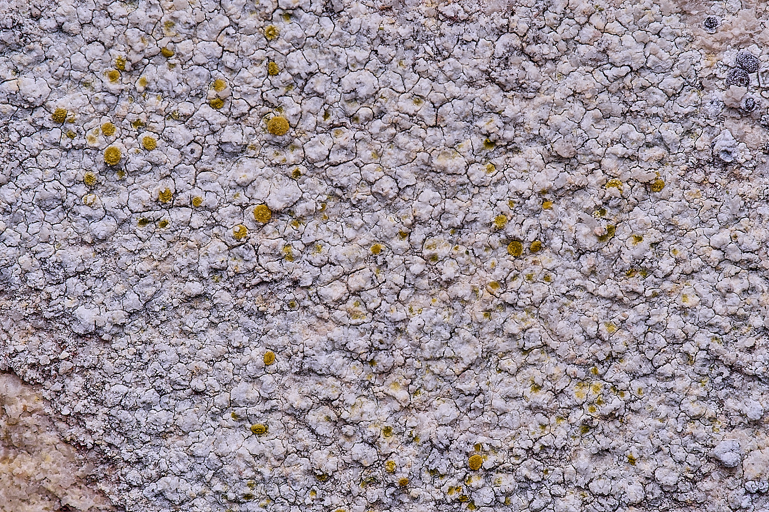 ColbyLichen23270225-2