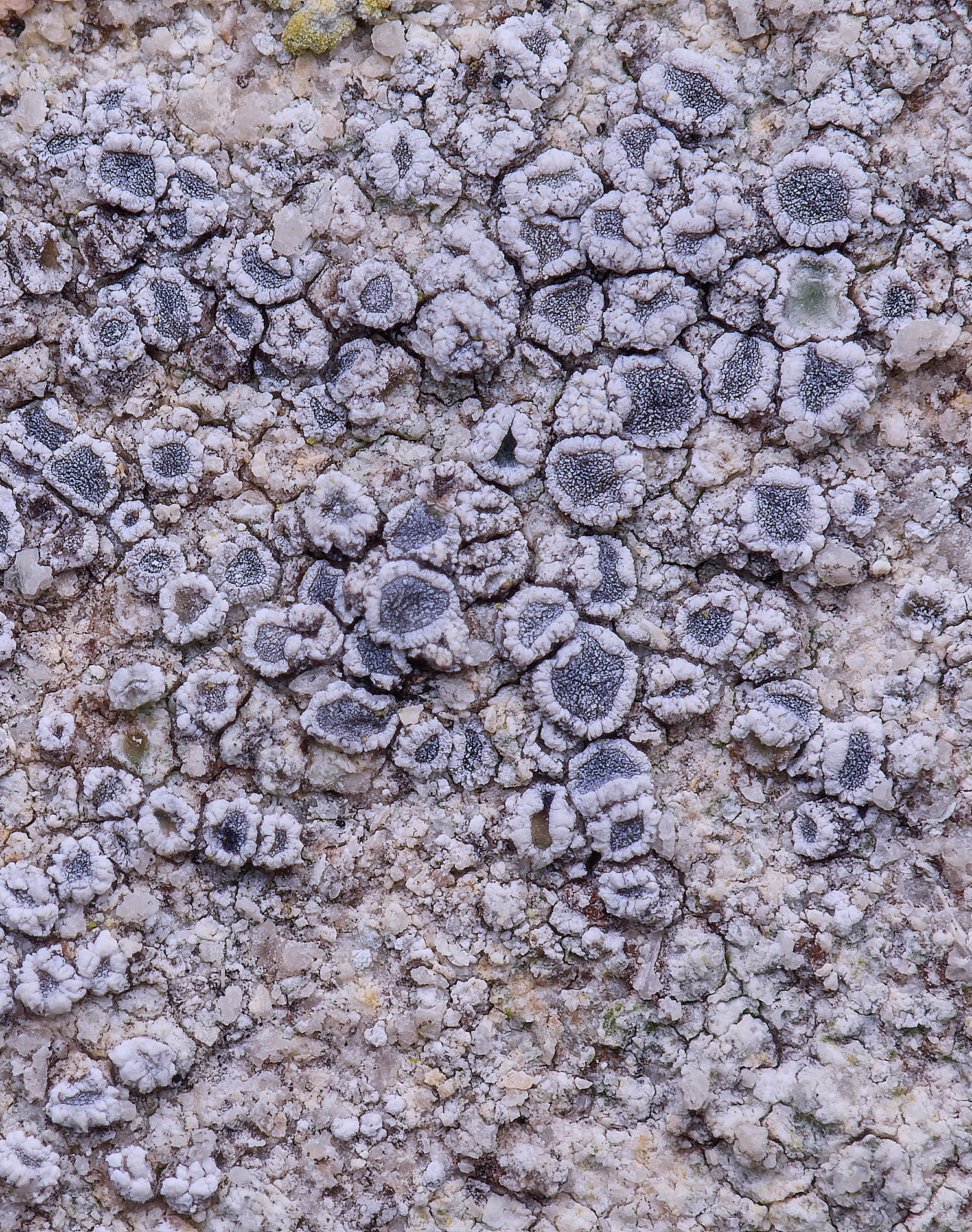 ColbyLichen24270225-1 1