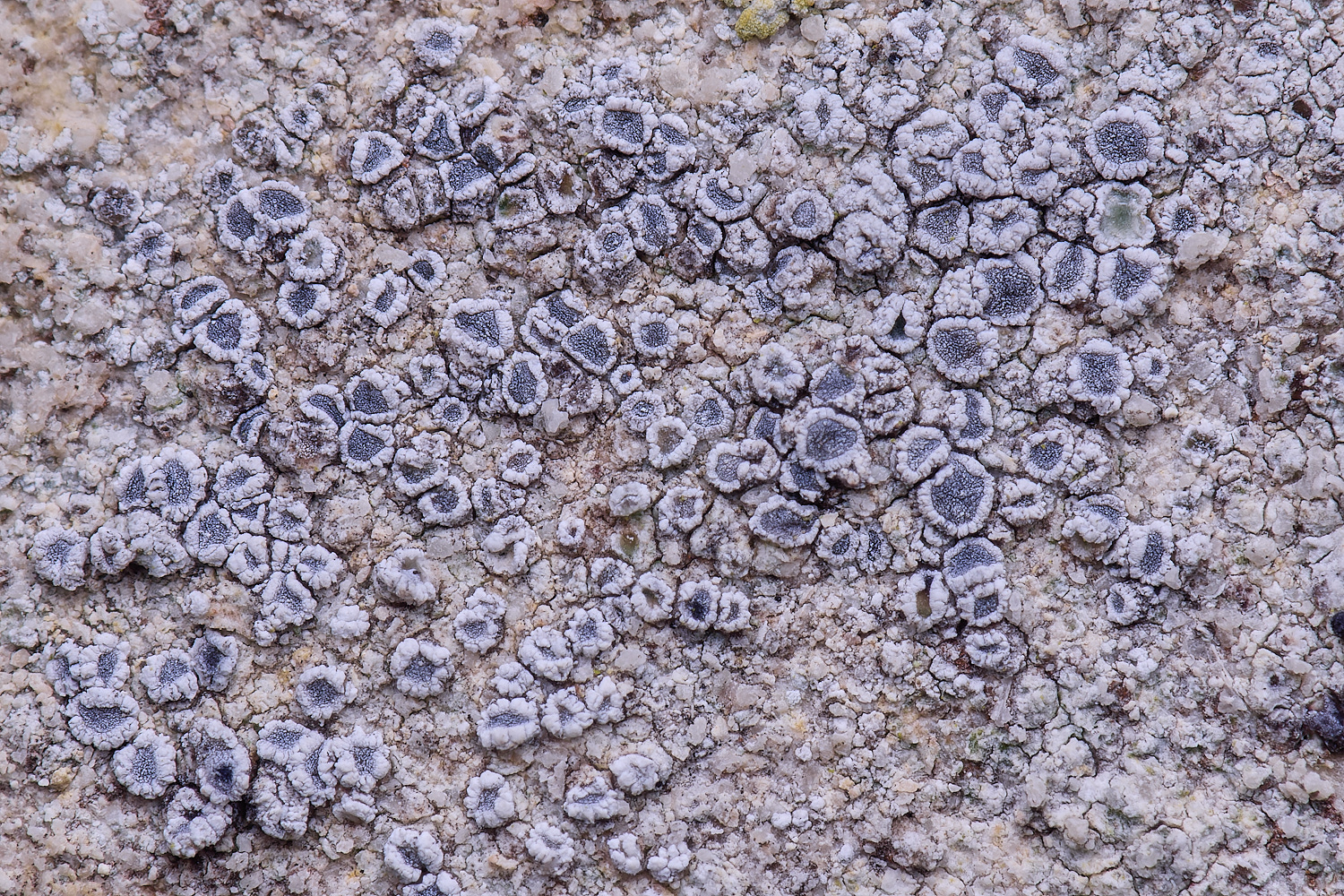 ColbyLichen24270225-1