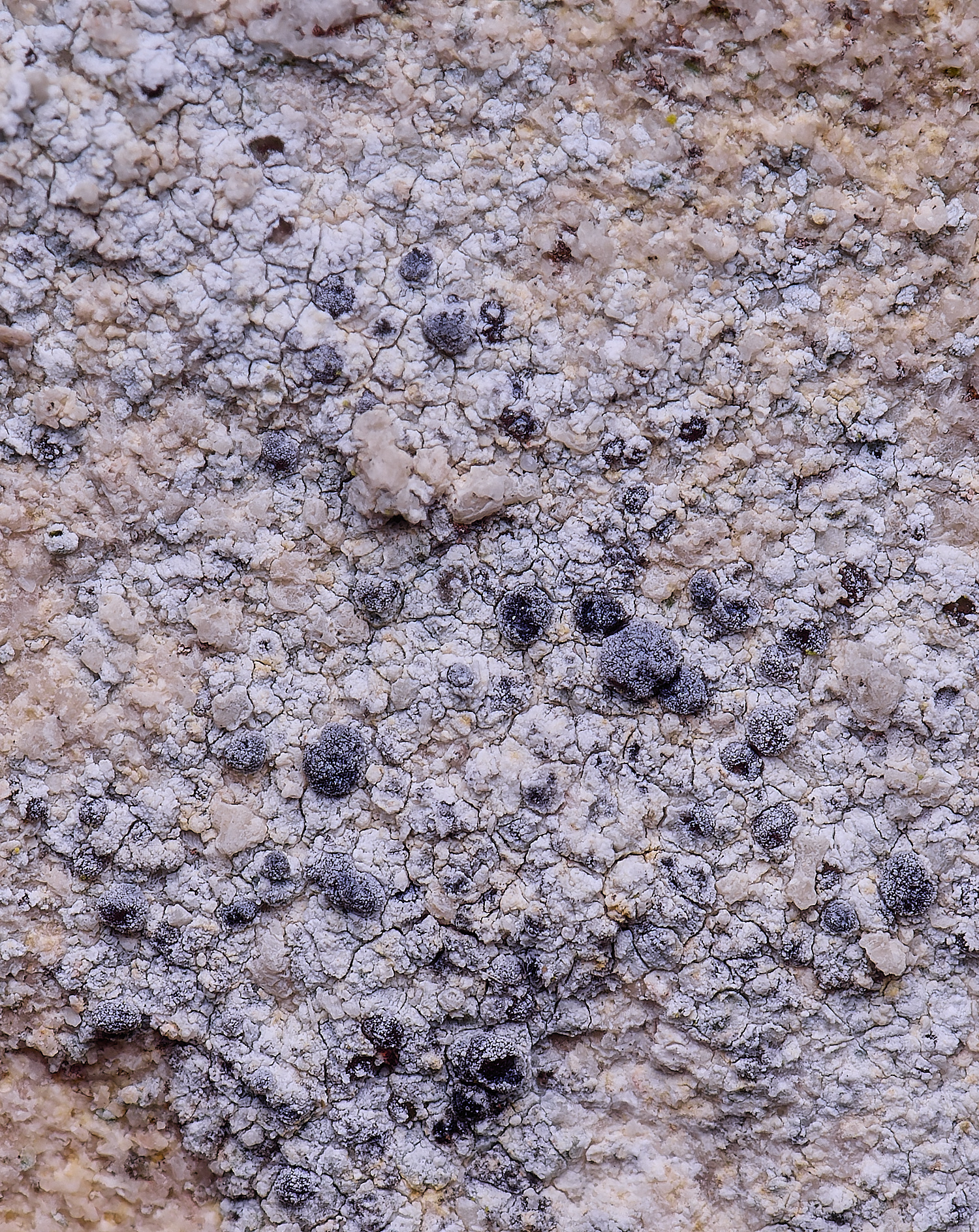 ColbyLichen25270225-1