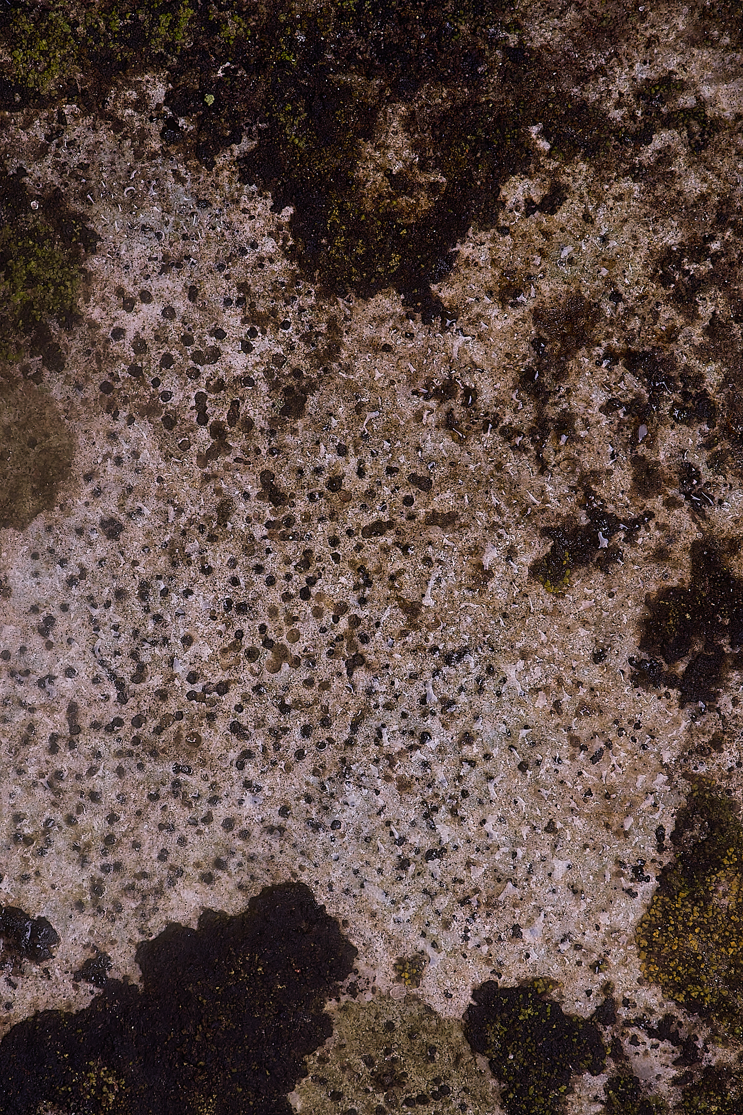 ColbyLichen3060235-1