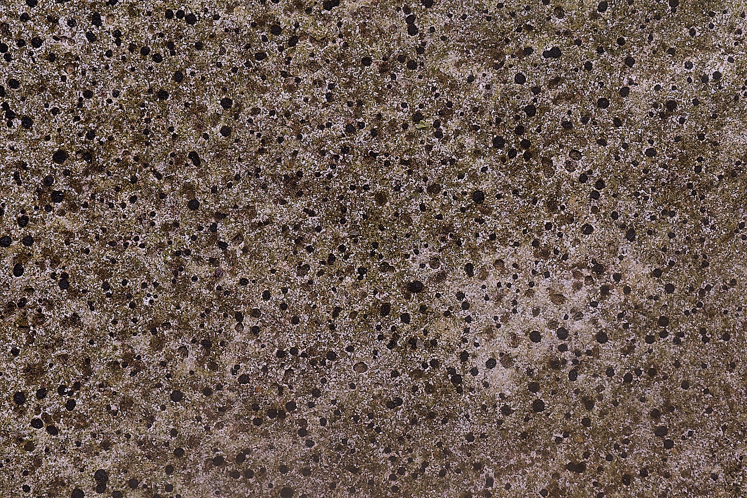 ColbyLichen3060235-2