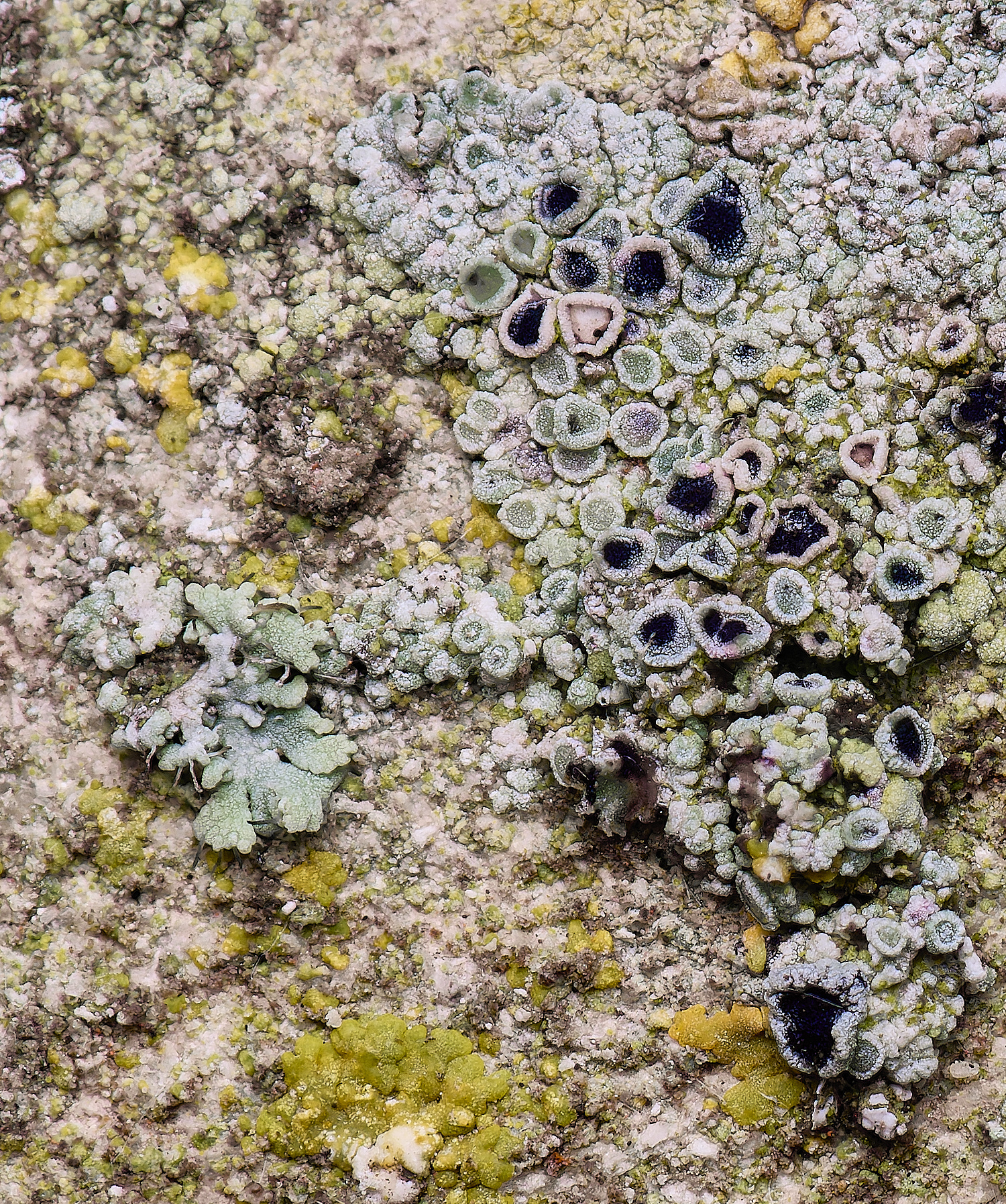 ColbyLichen3270225-1 1