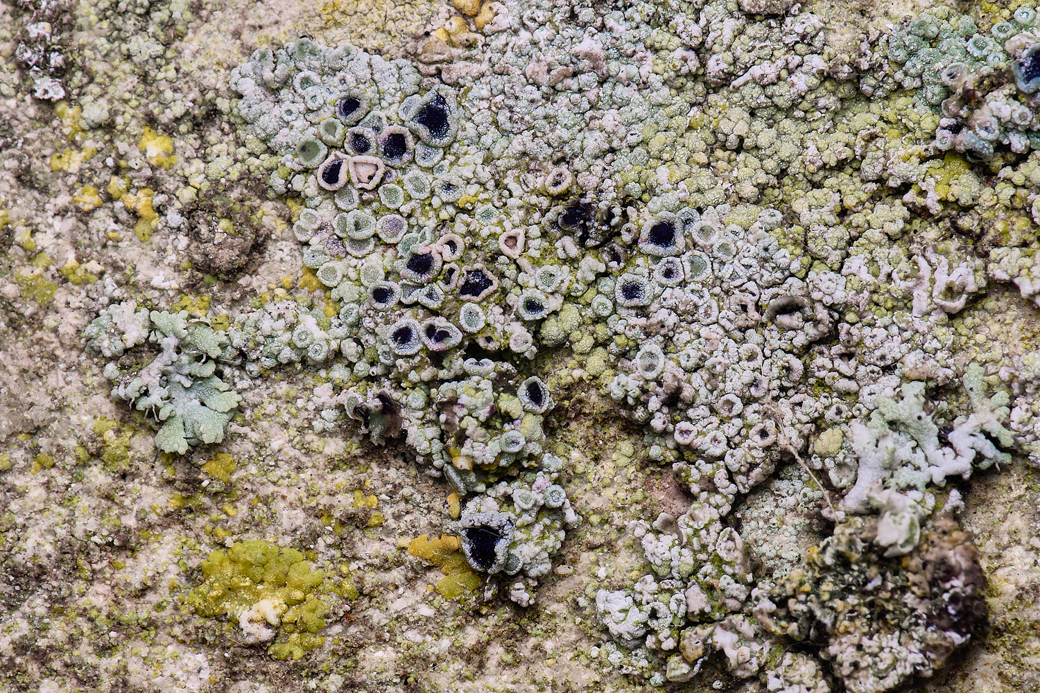 ColbyLichen3270225-1