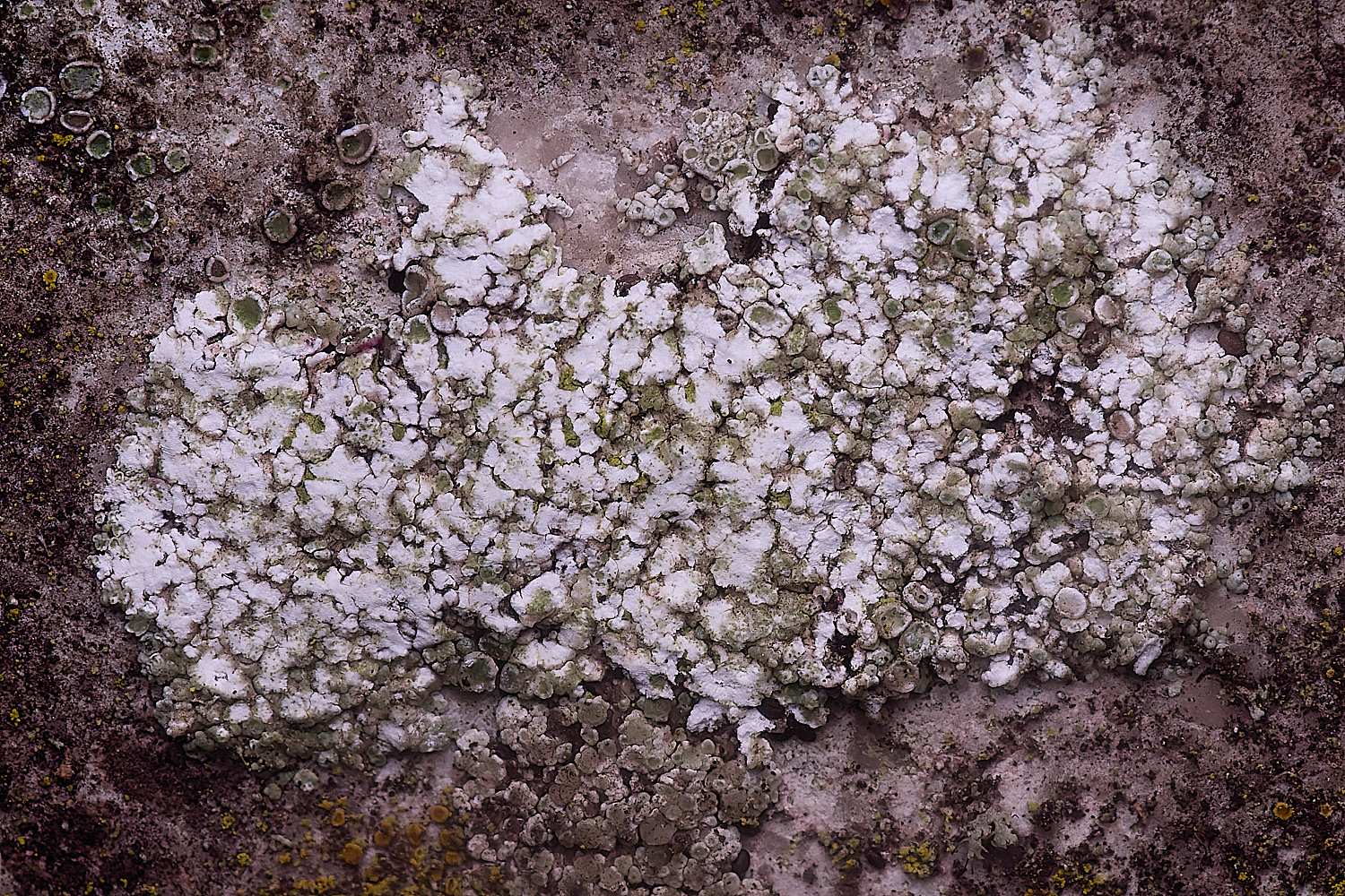 ColbyLichen4060225-1