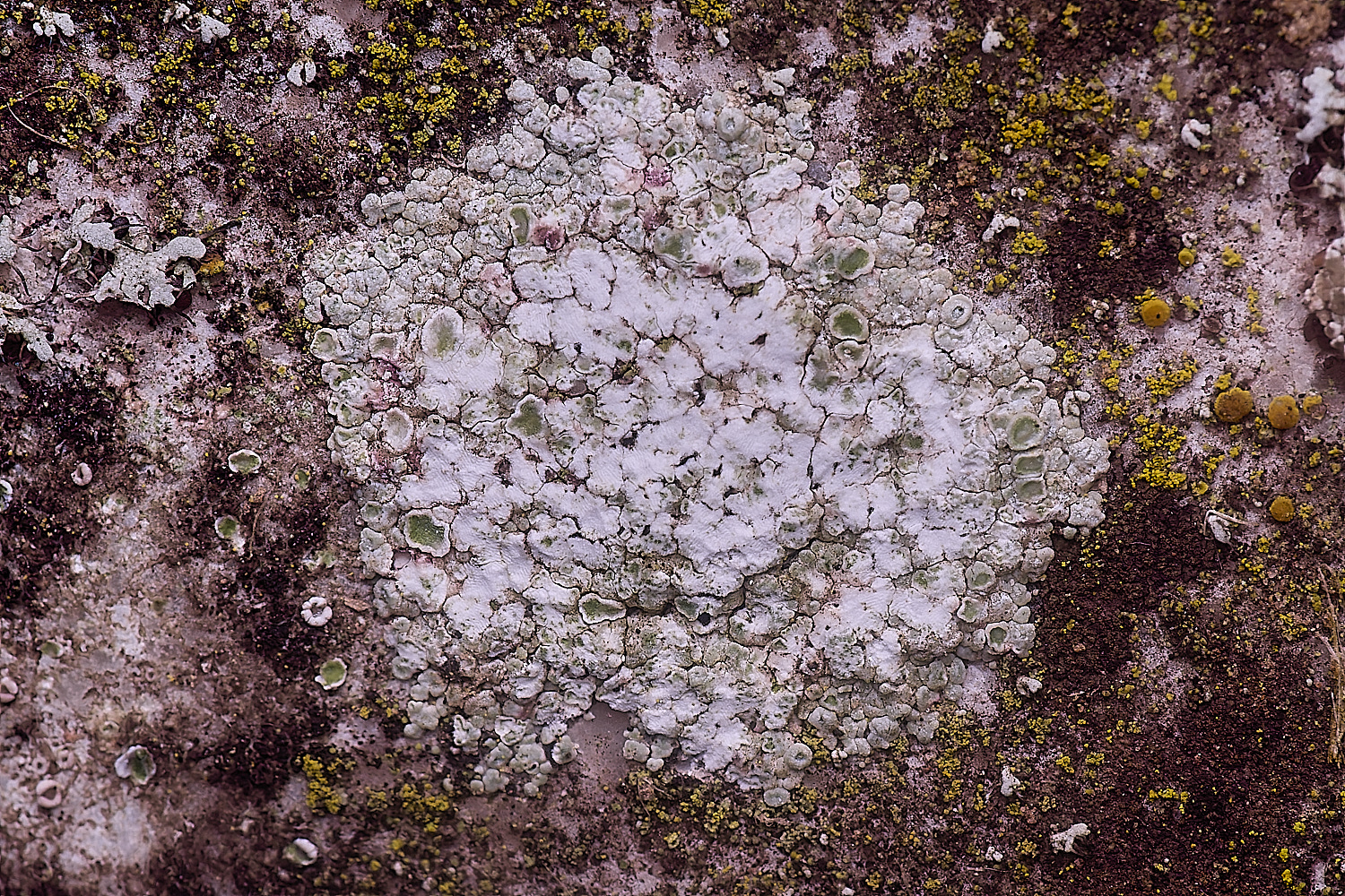 ColbyLichen4060225-2