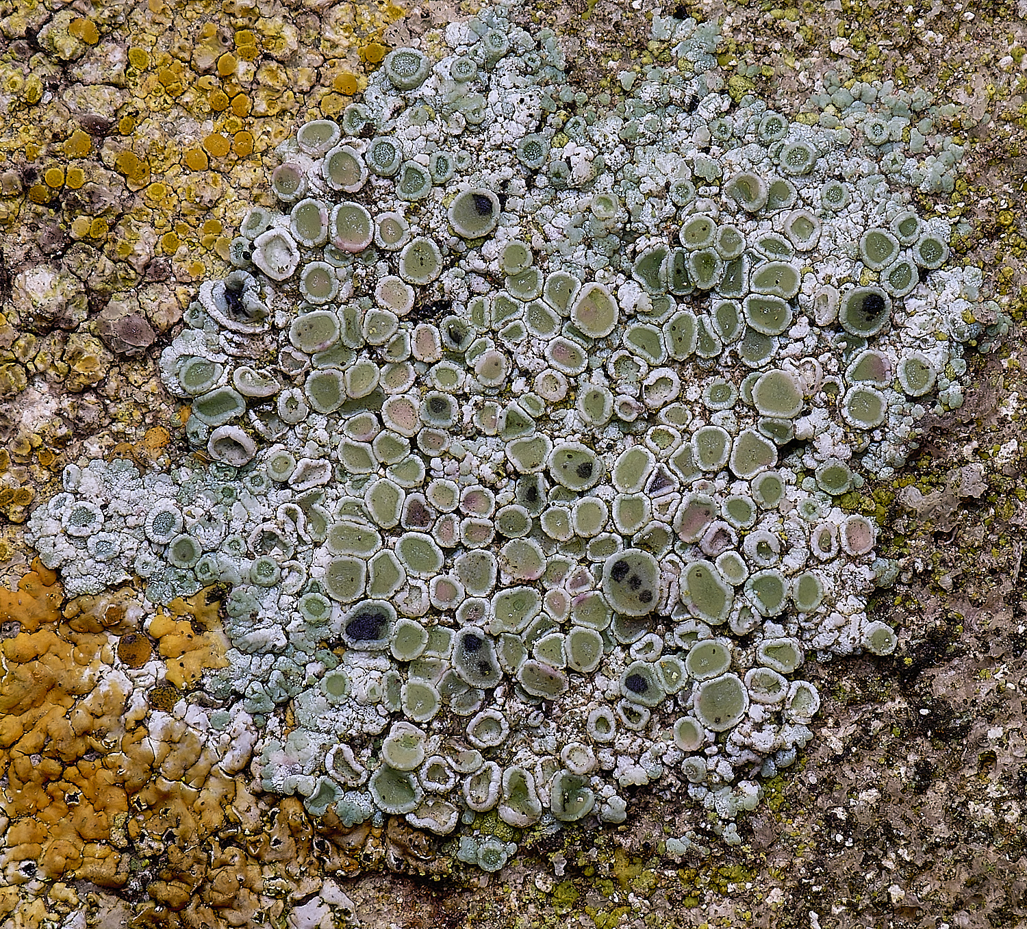 ColbyLichen4270225-1