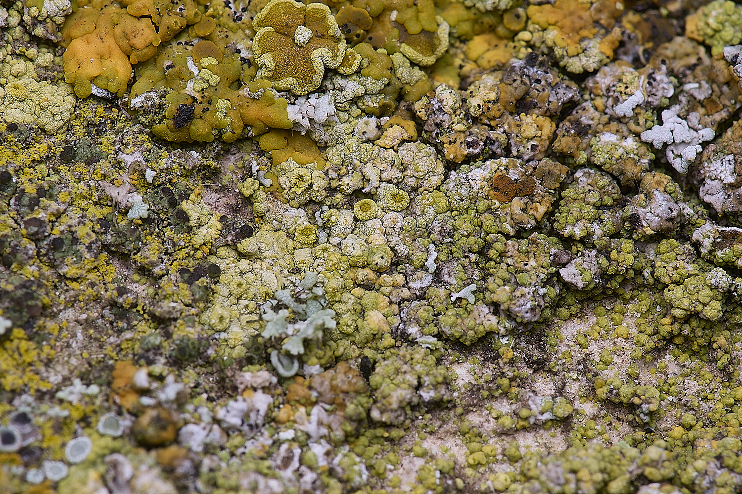 ColbyLichen5270225-1