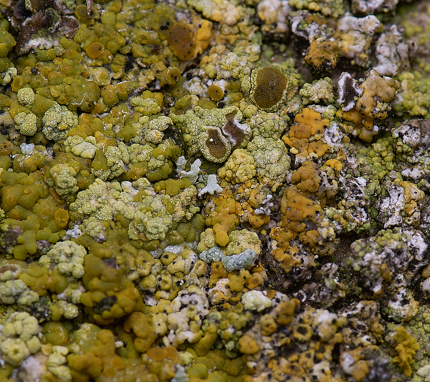 ColbyLichen5270225-2