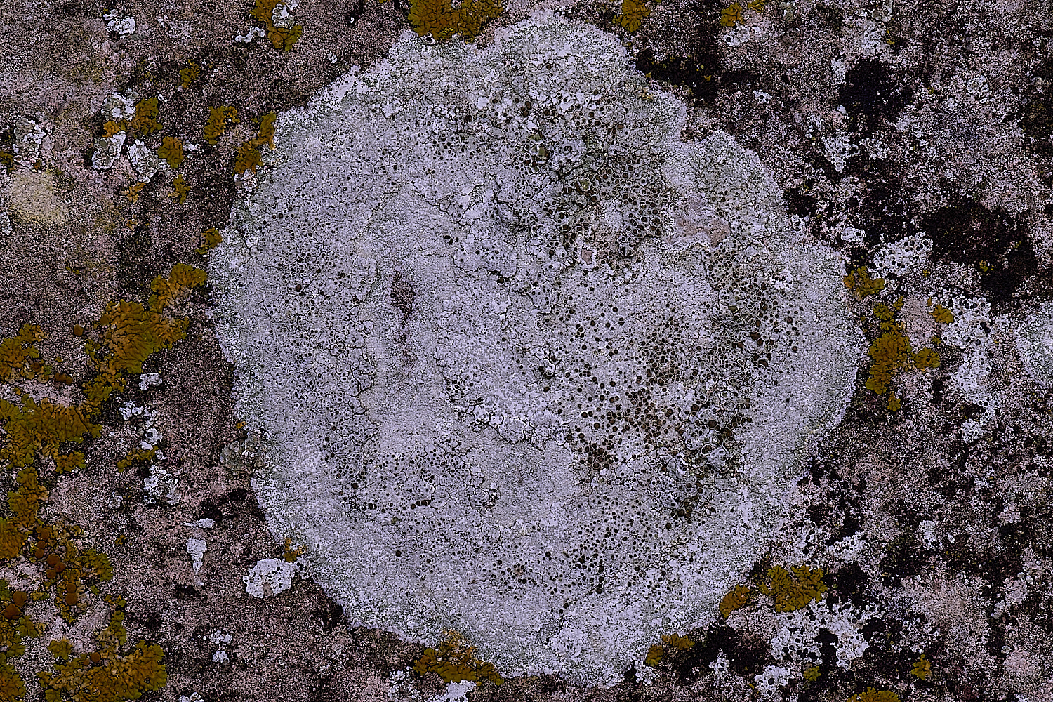 ColbyLichen6060235-1