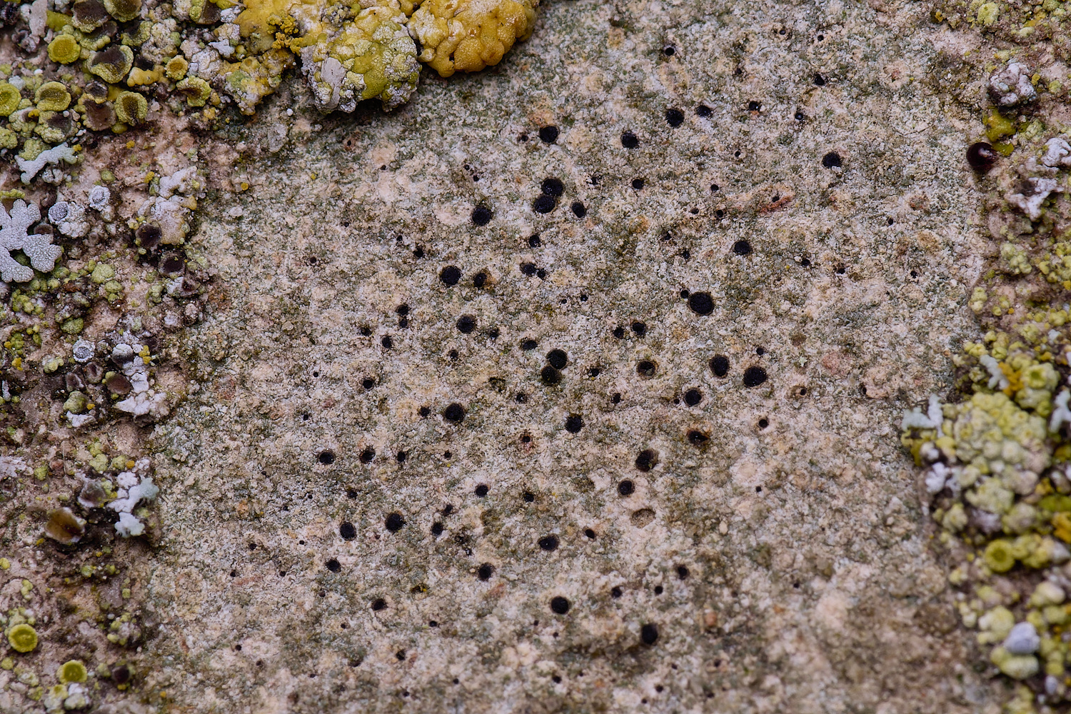 ColbyLichen6270225-1