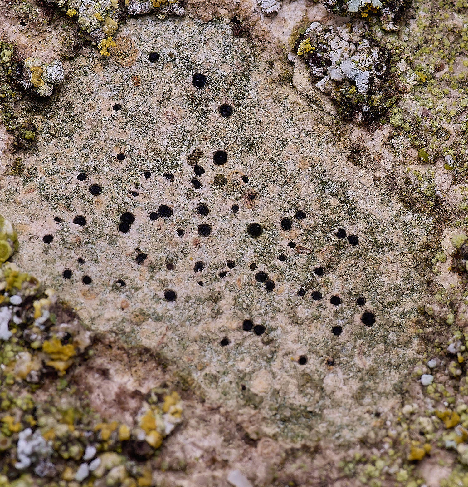 ColbyLichen6270225-2