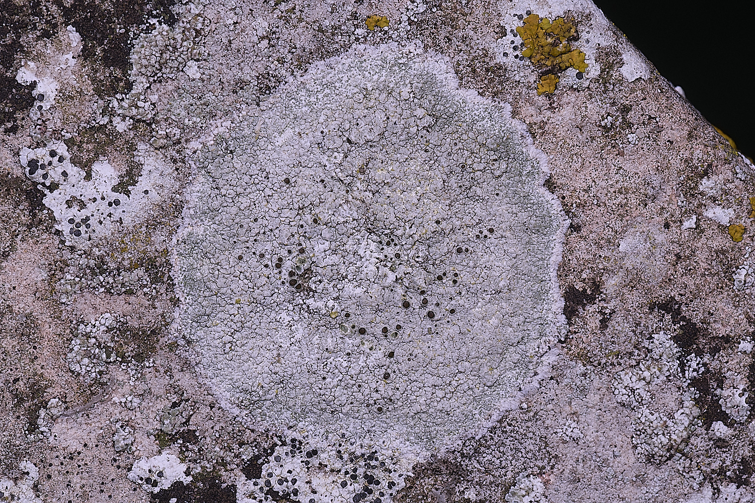 ColbyLichen7060235-2