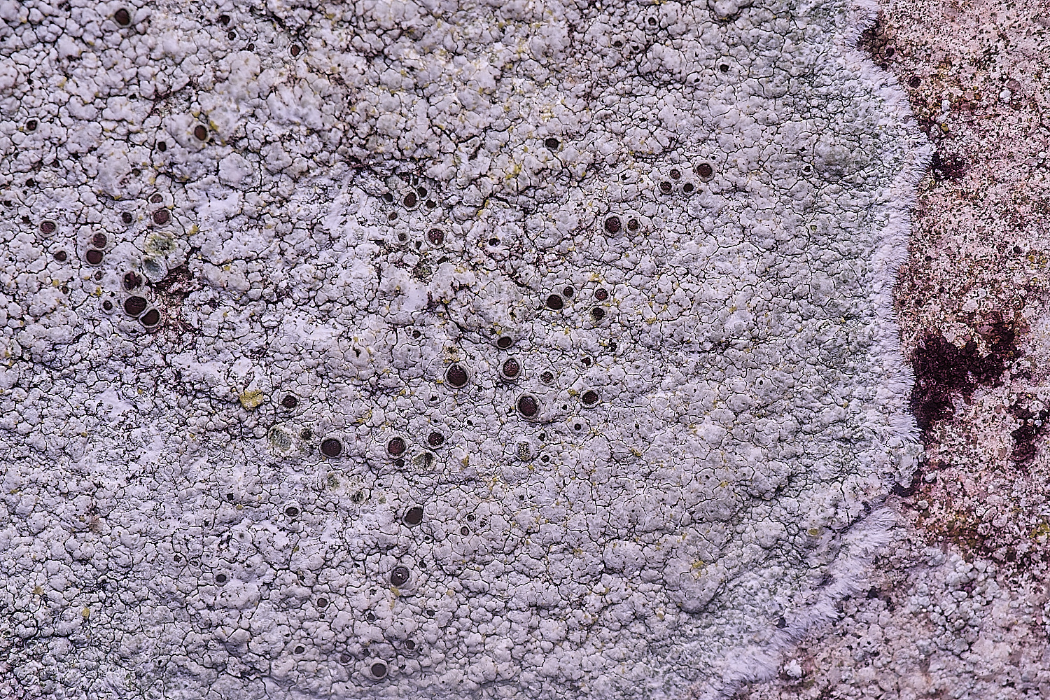 ColbyLichen7060235-3