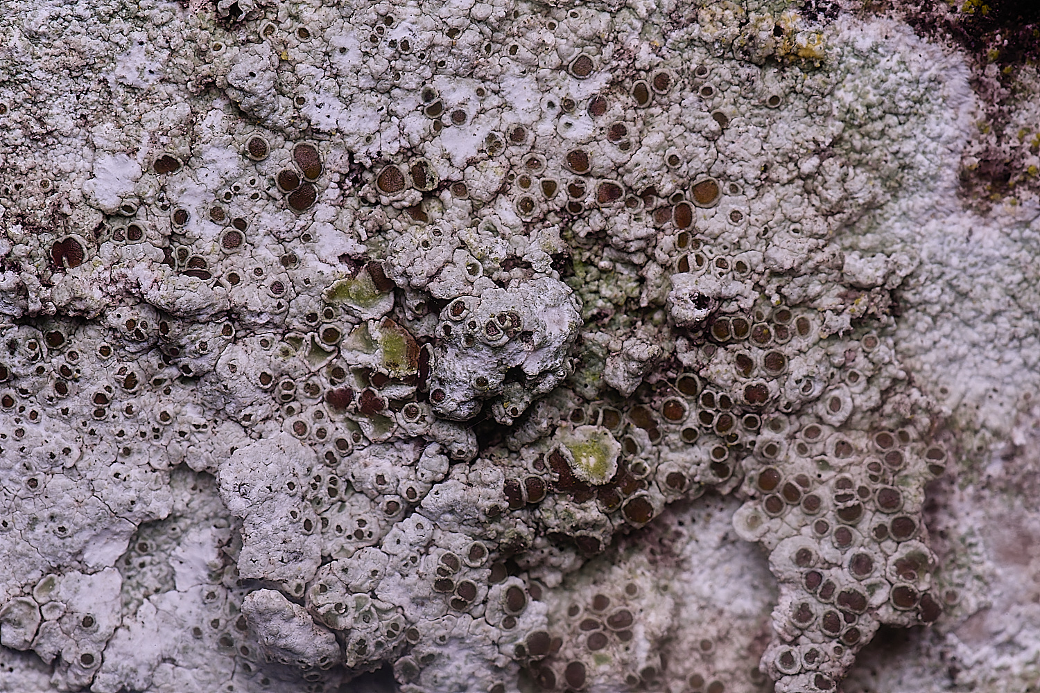 ColbyLichen7060235-4