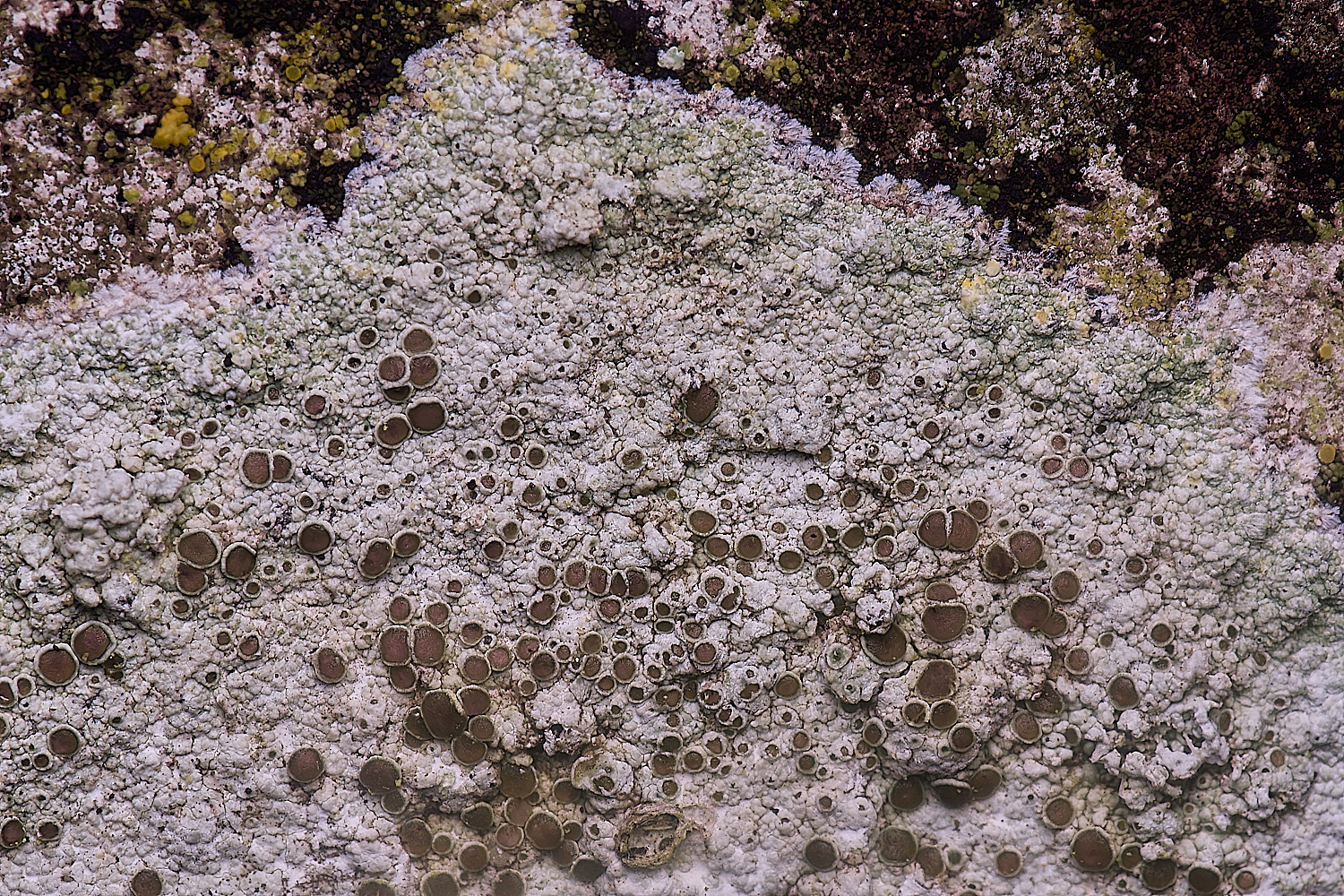 ColbyLichen7060235-5