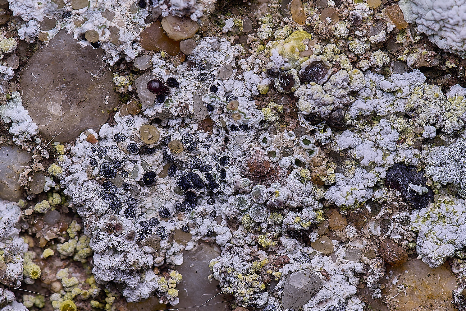 ColbyLichen7270225-1