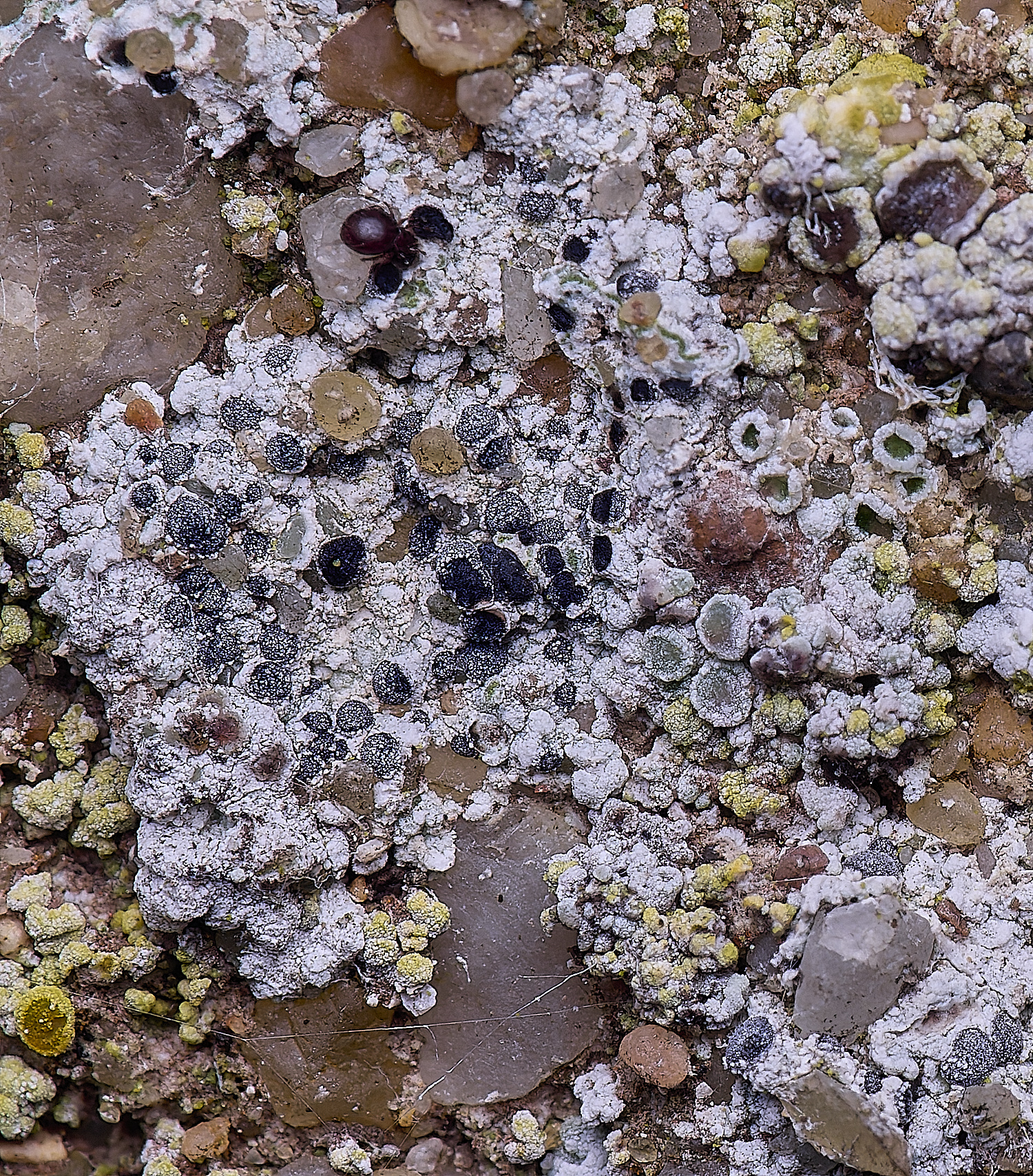 ColbyLichen7270225-2