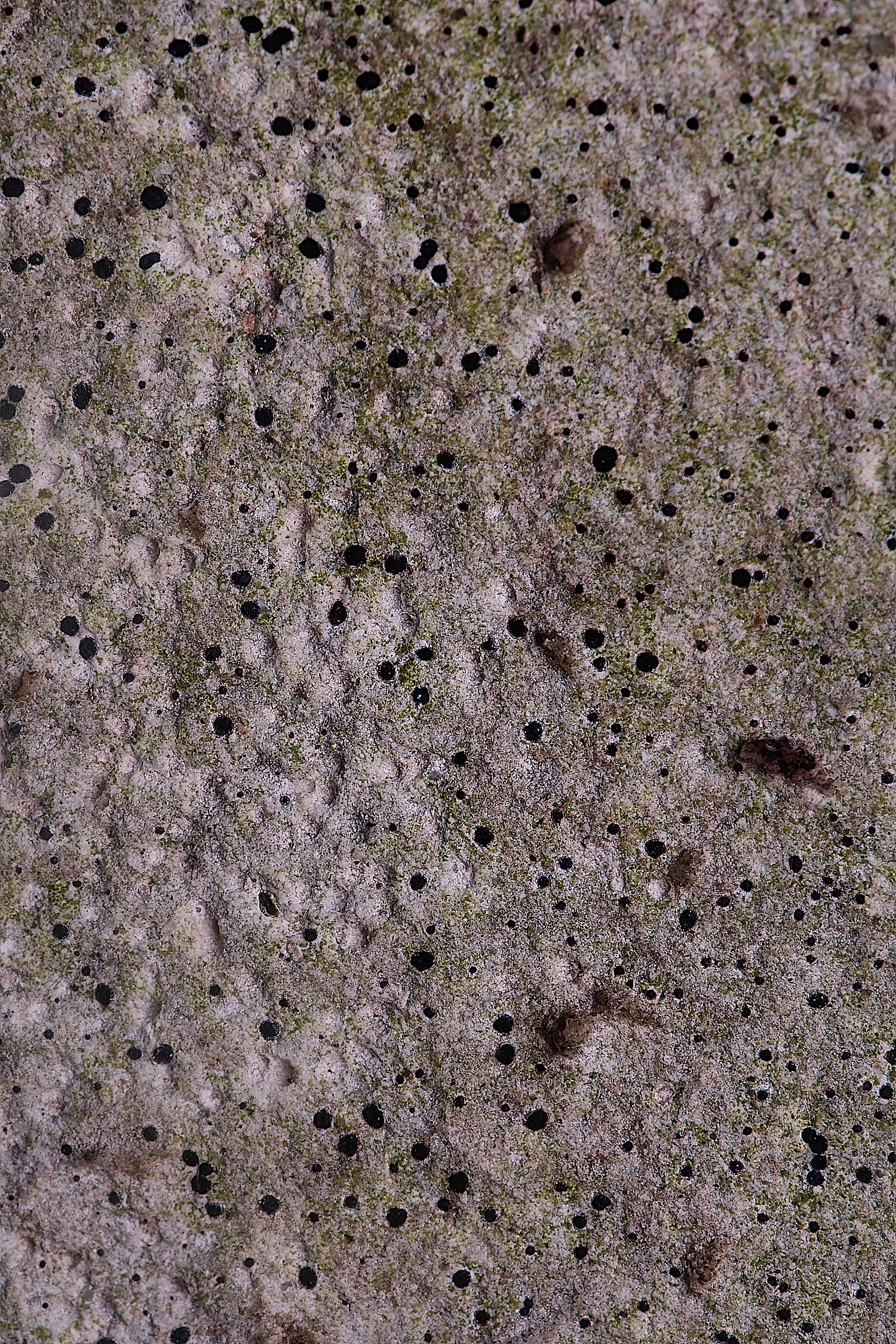 ColbyLichen8060225-1