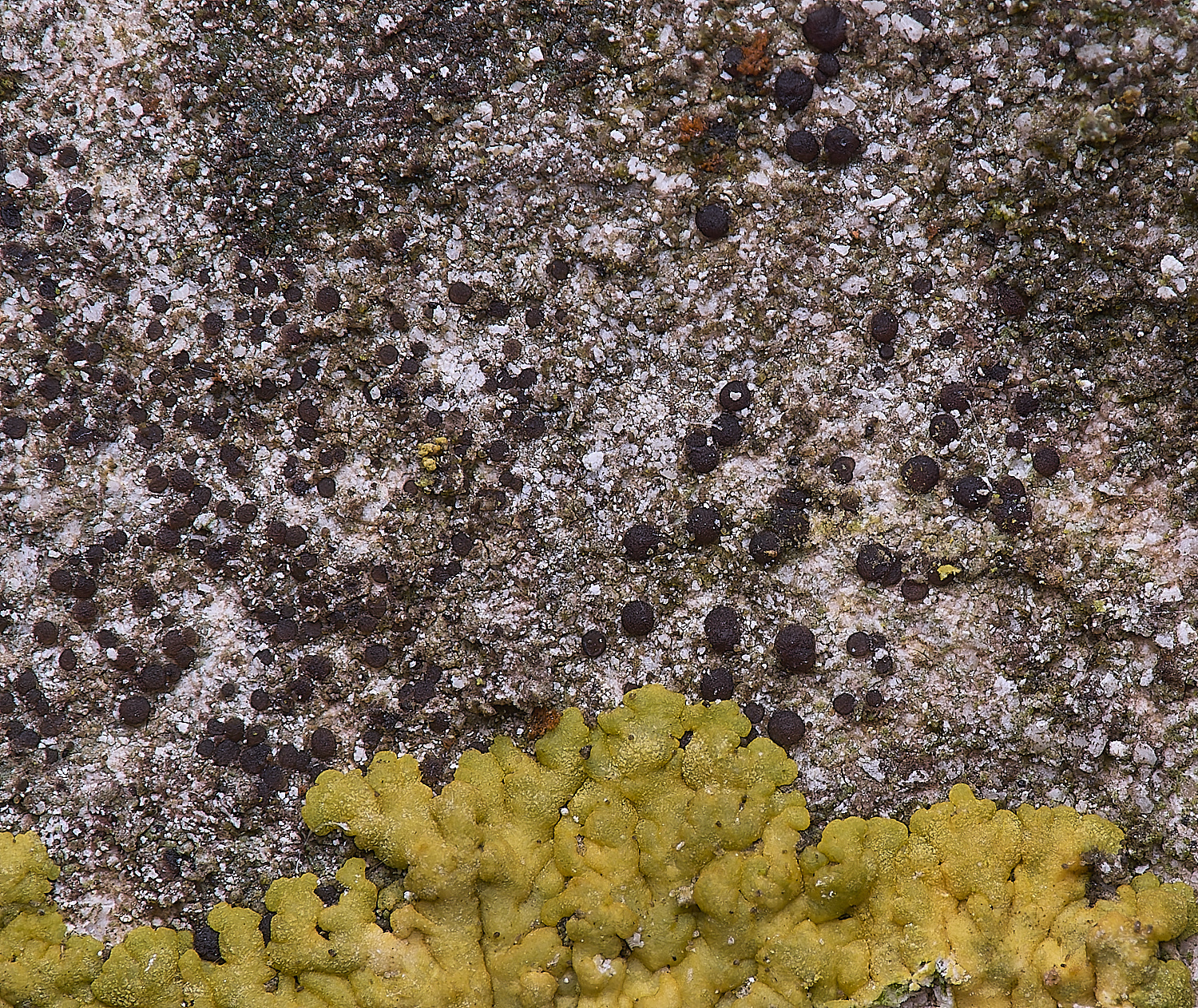 ColbyLichen8270225-1