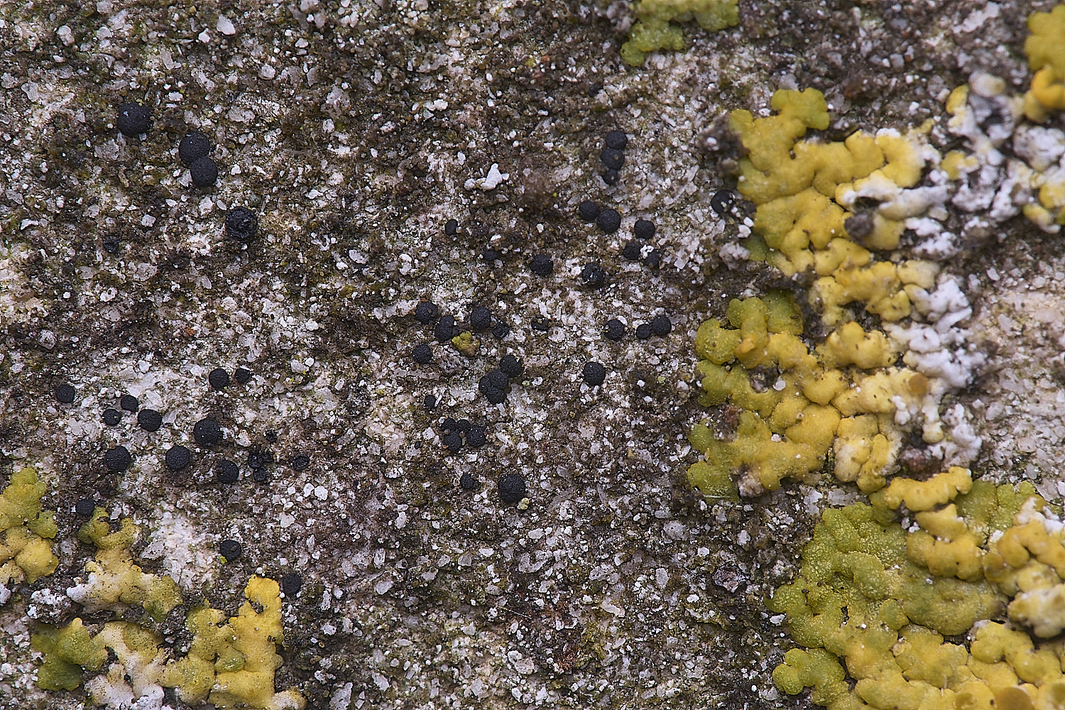 ColbyLichen8270225-2