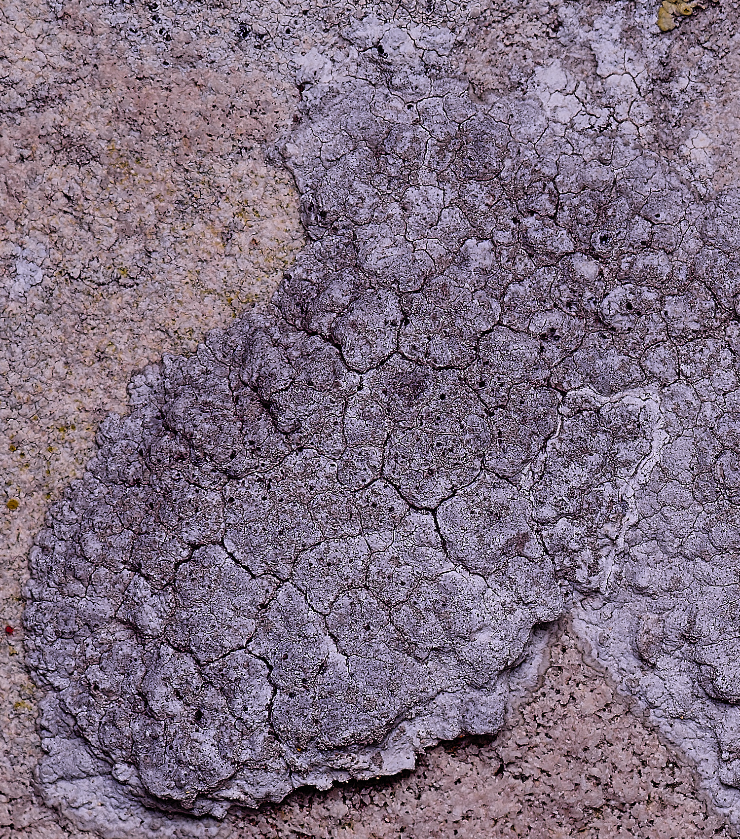 ColbyLichen9060225-1