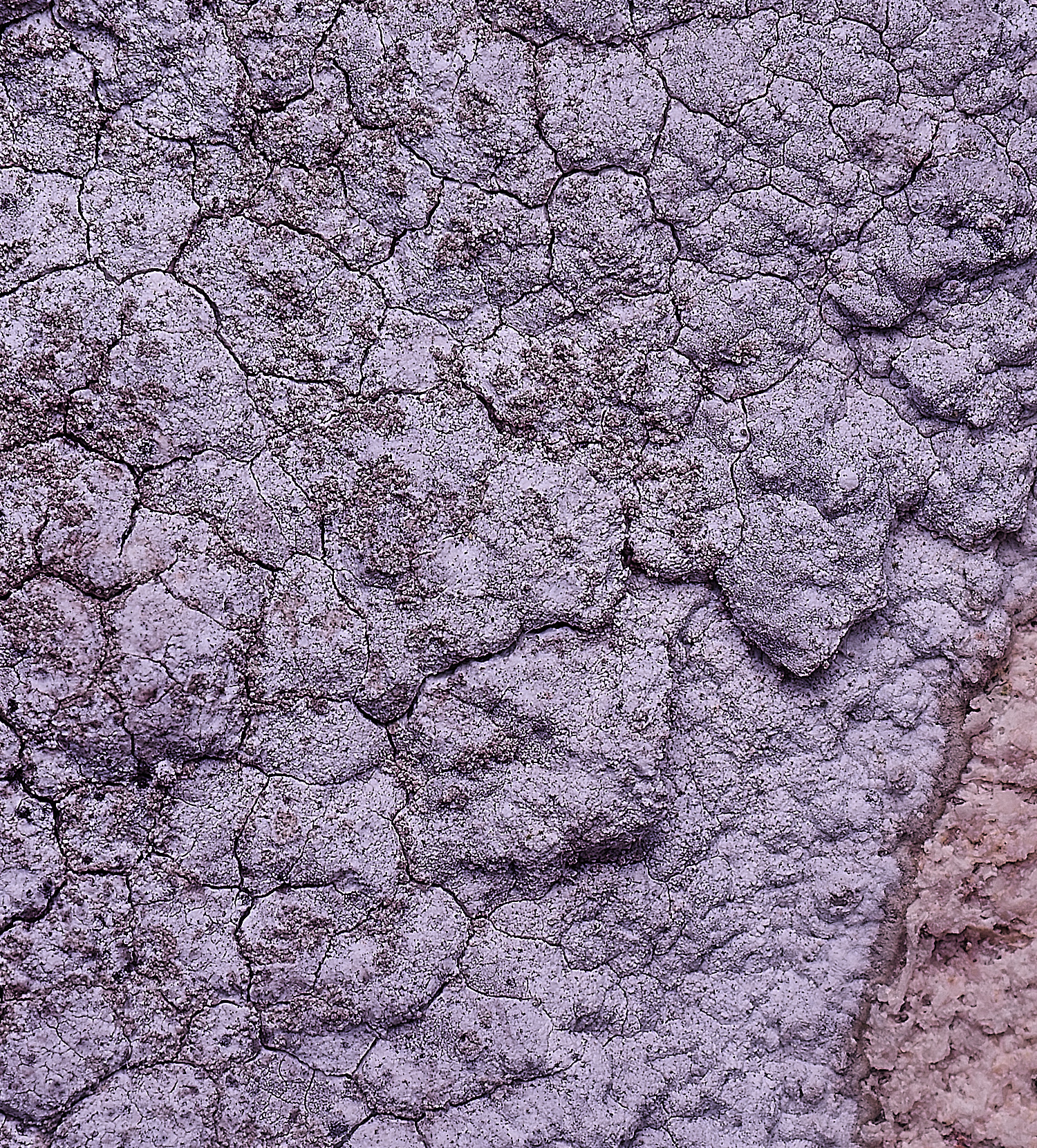 ColbyLichen9060225-3