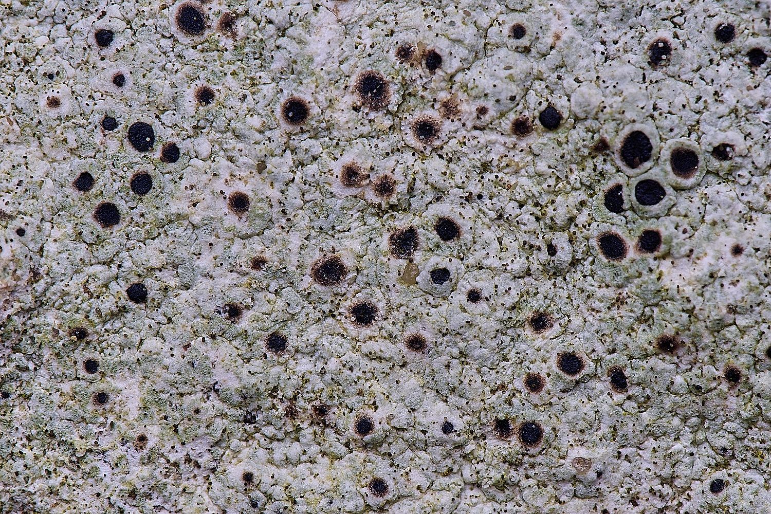 ColbyLichen9270225-1