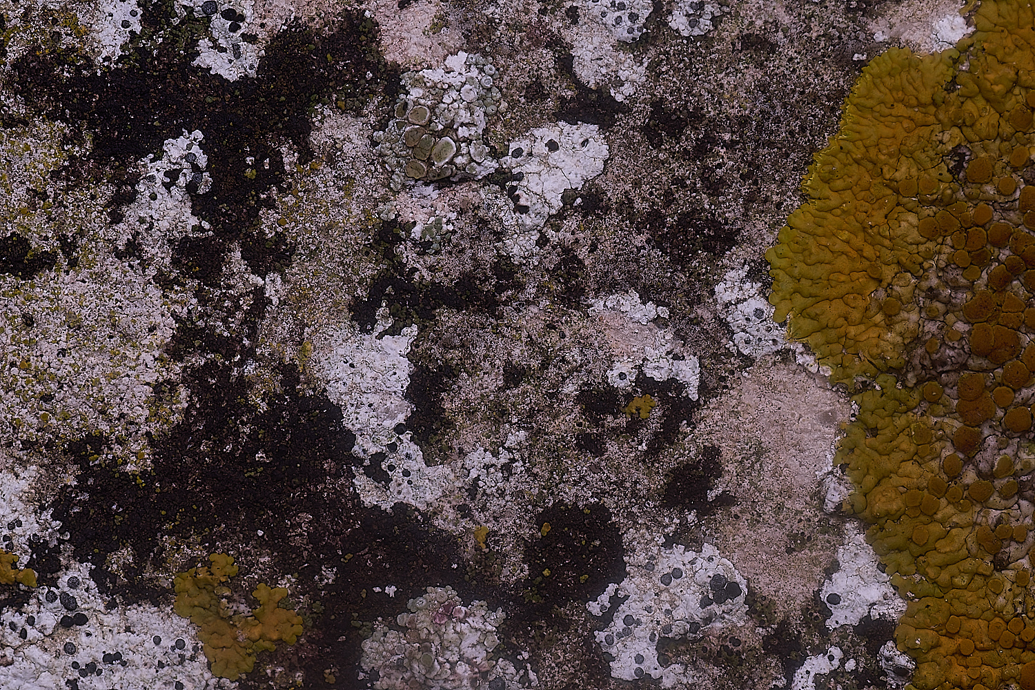 ColbyMixedLichen060225-1