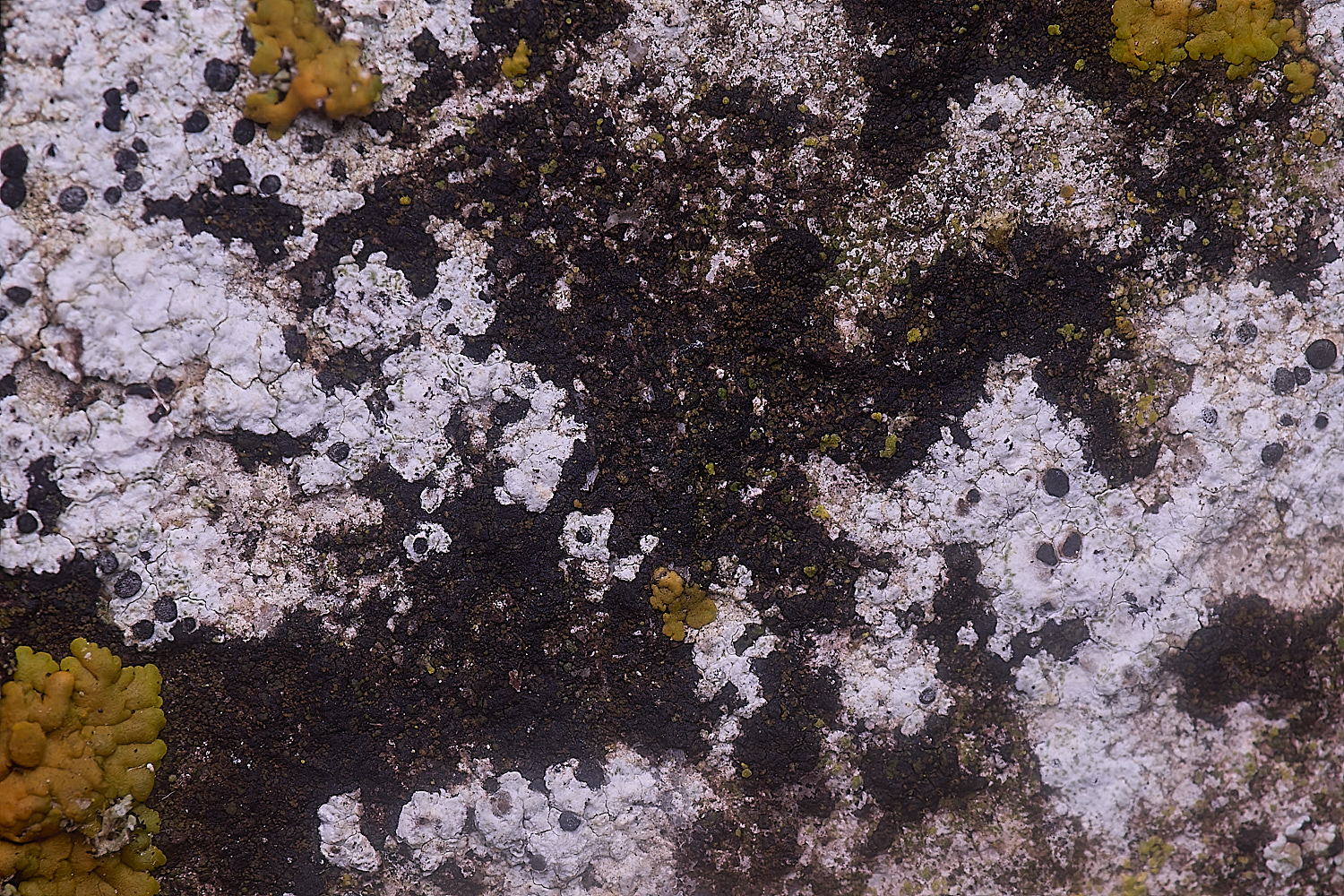 ColbyMixedLichen060225-2