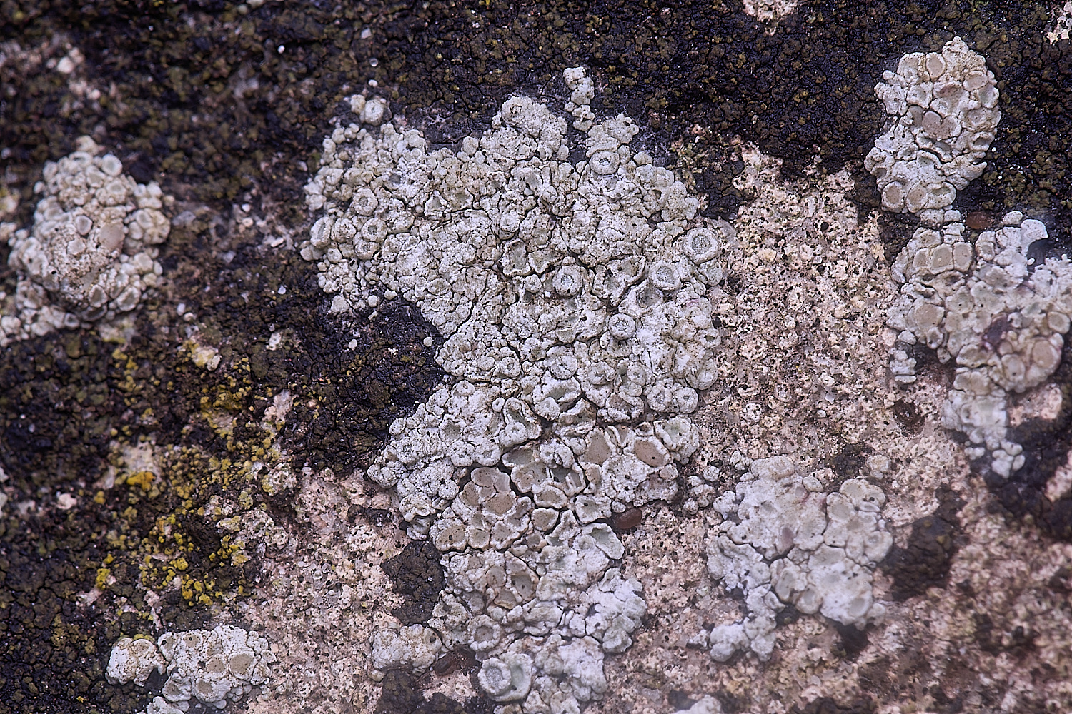 ColbyMixedLichen060225-3