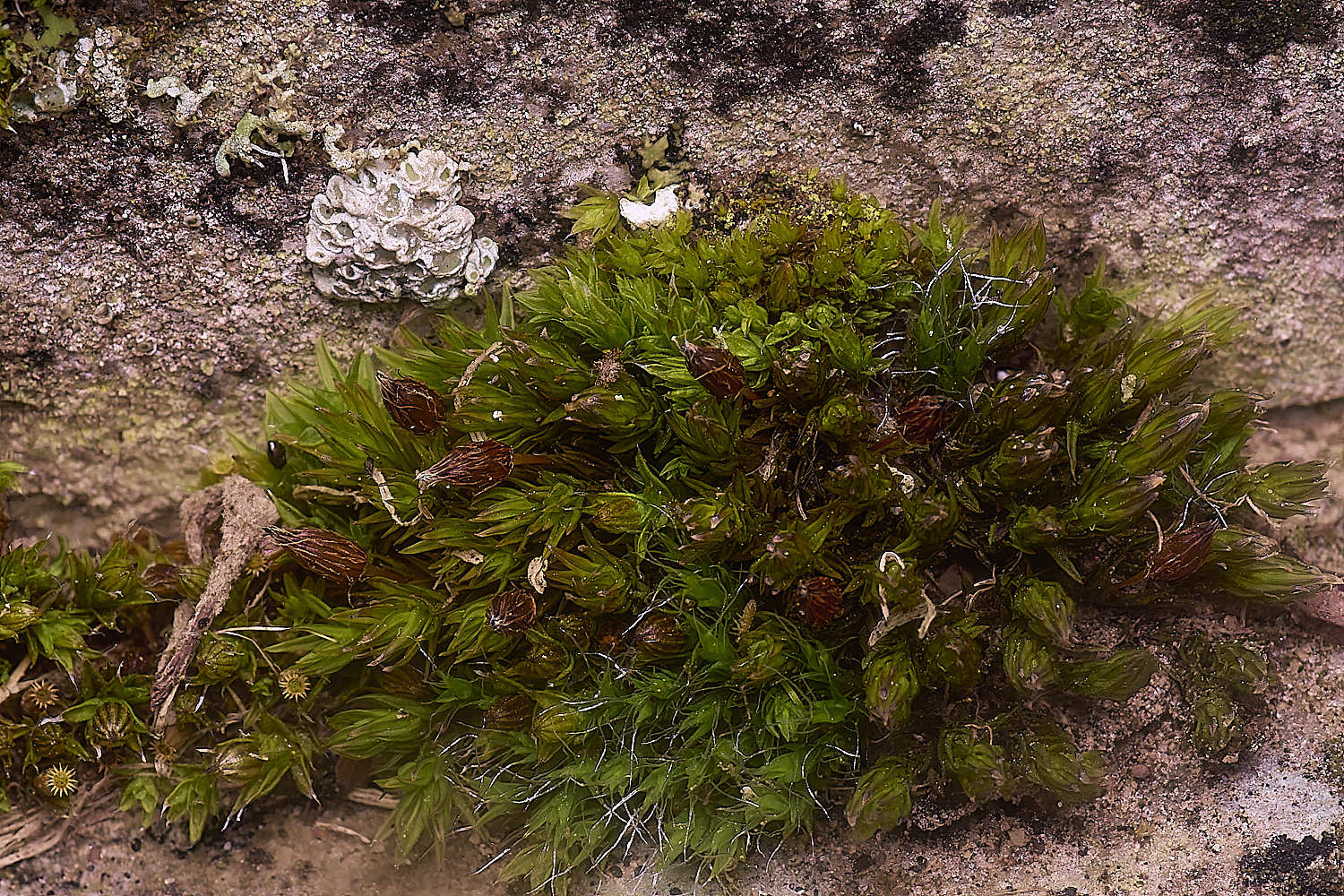 ColbyMosses060225-1