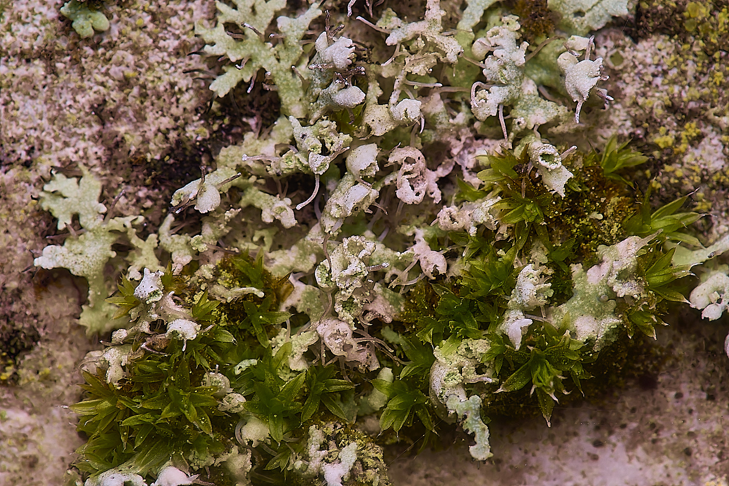 ColbyPhysciaadscendens060225-1