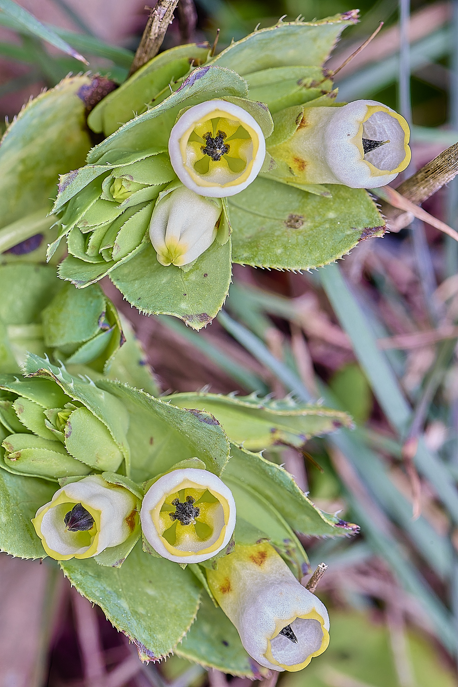 CSTVFlower10180325-3