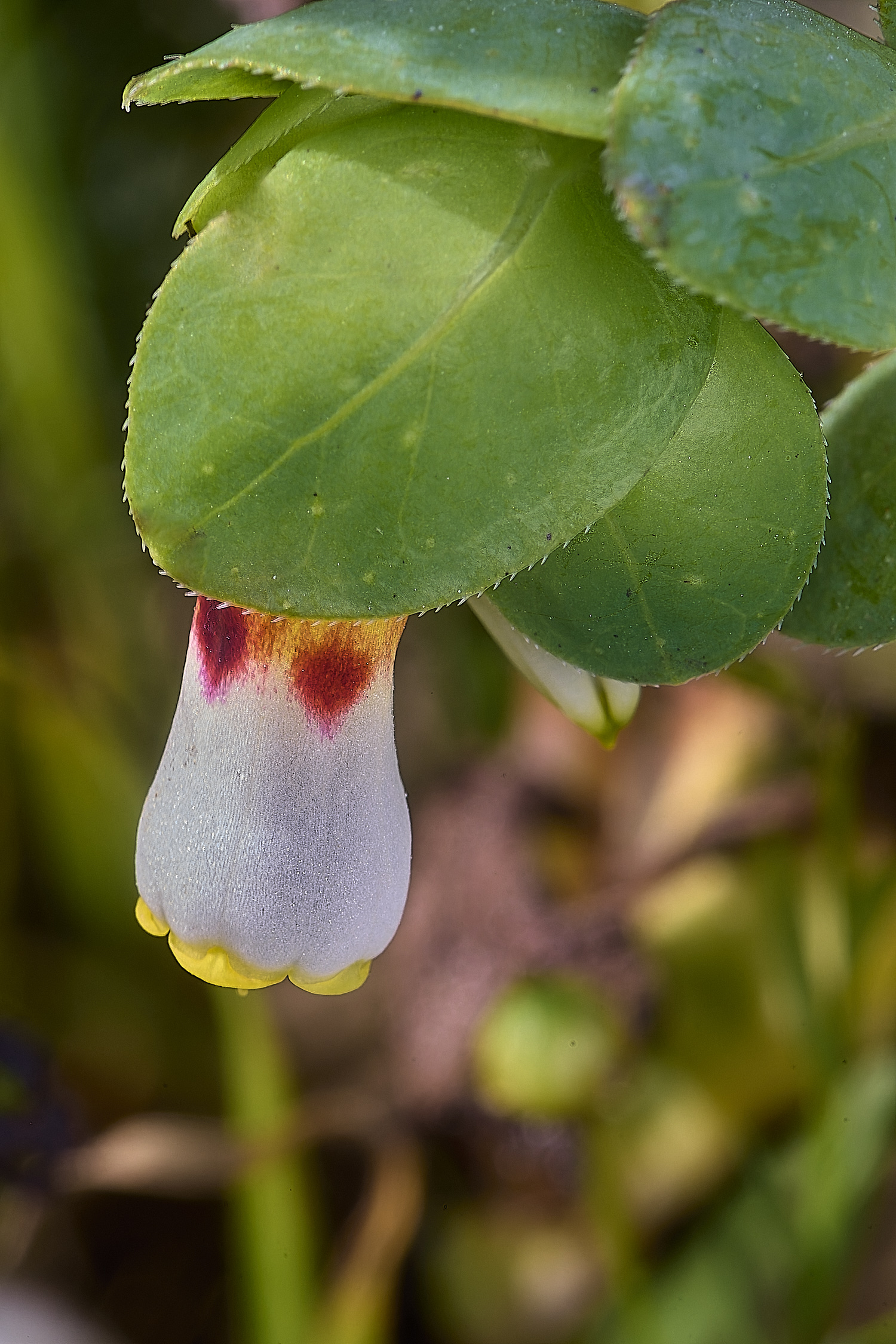 CSTVFlower10180325-5