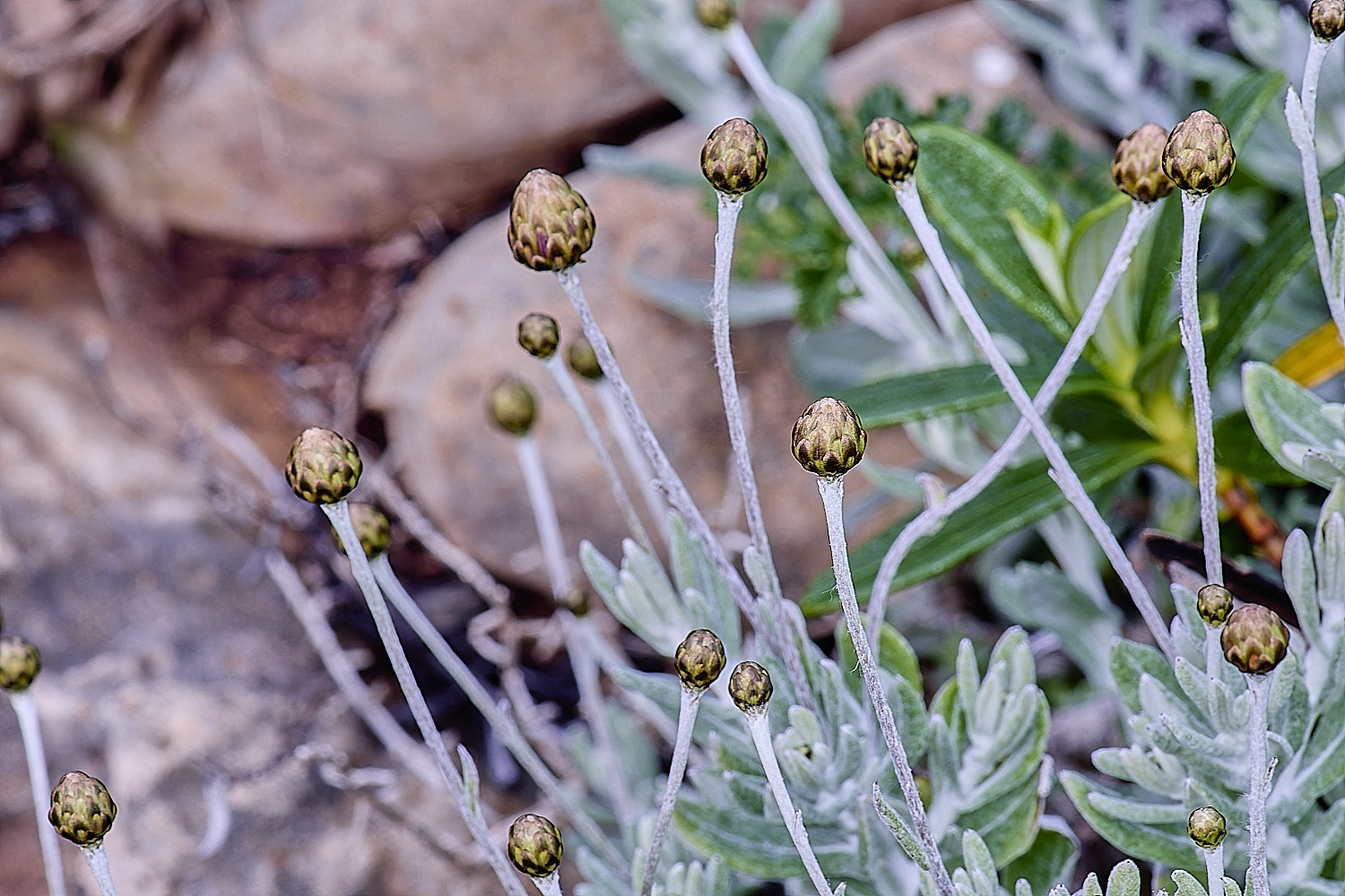 CSTVFlower11180325-1